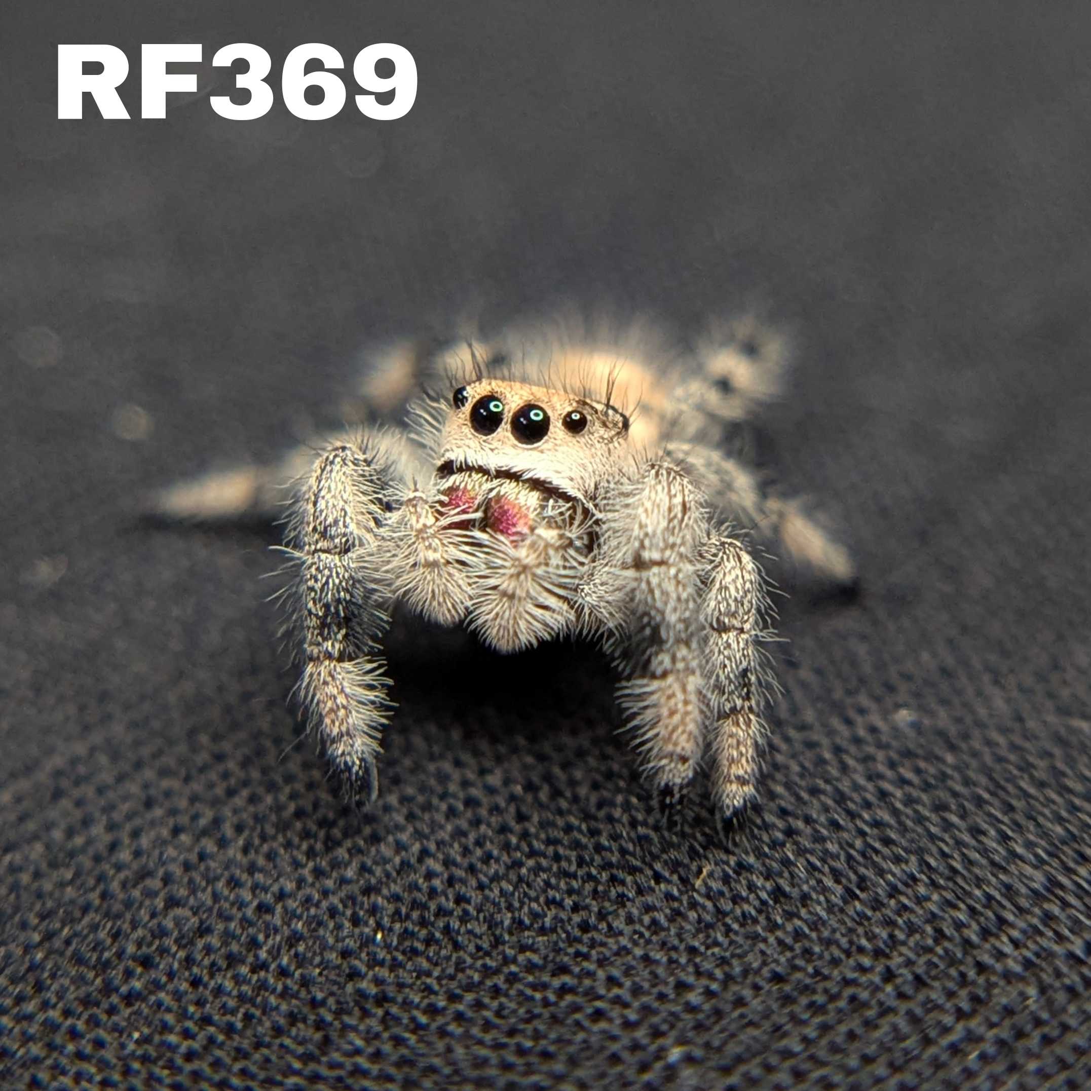 Regal Jumping Spider "Angel"