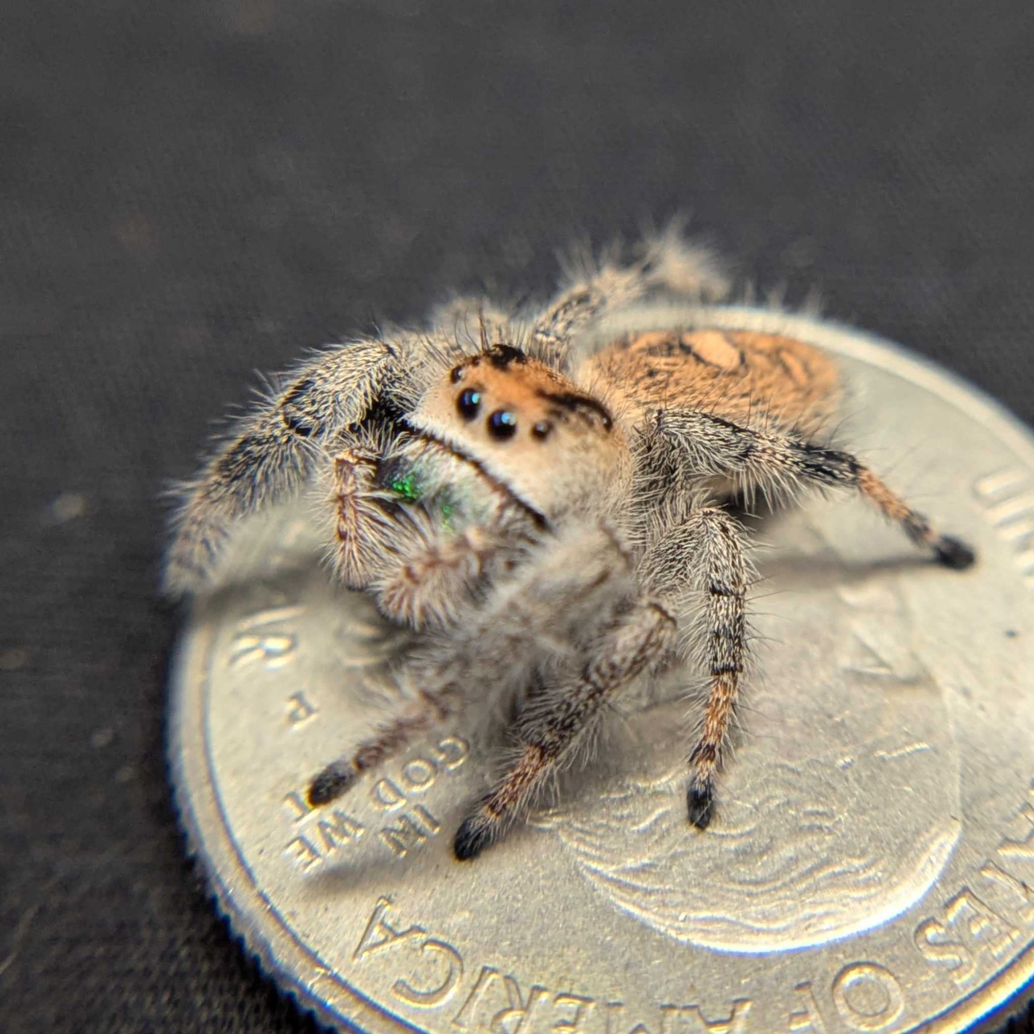 Regal Jumping Spider "Seafoam"