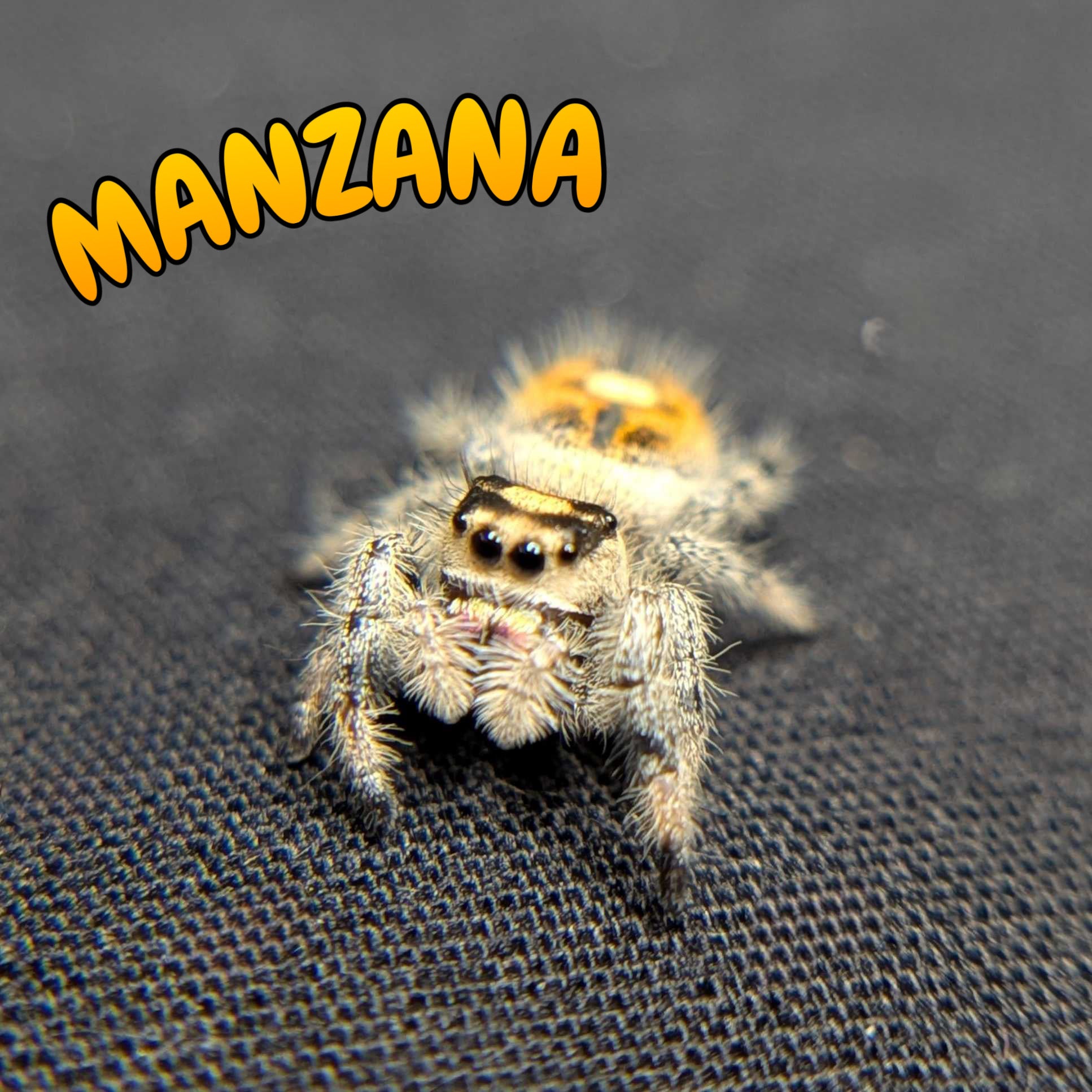 Regal Jumping Spider "Manzana"