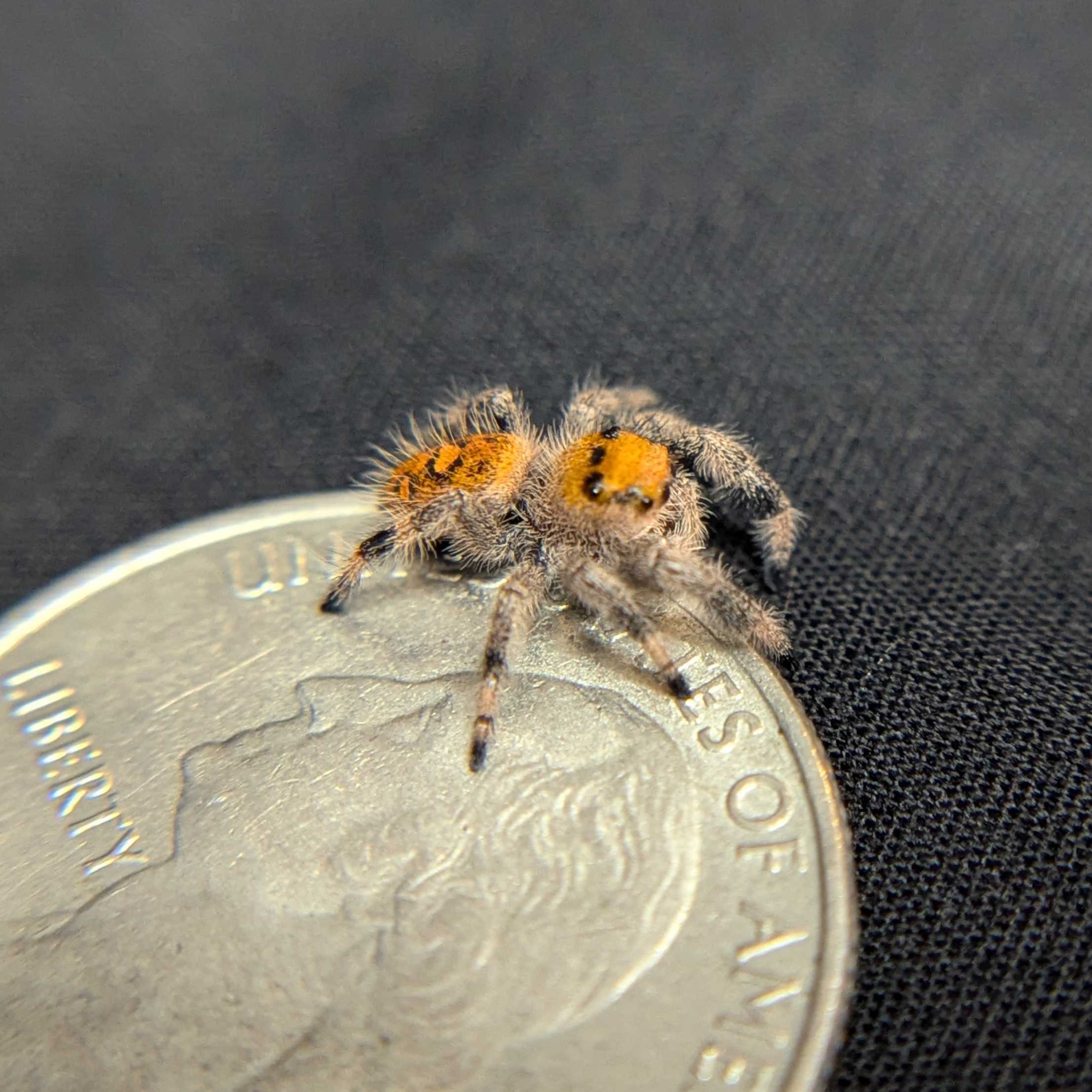 Regal Jumping Spider “Butterscotch”