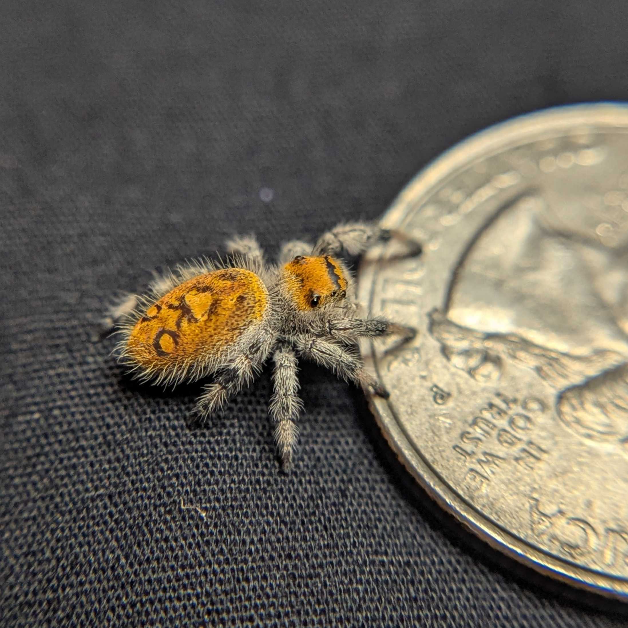 Regal Jumping Spider "Bengal Tiger"