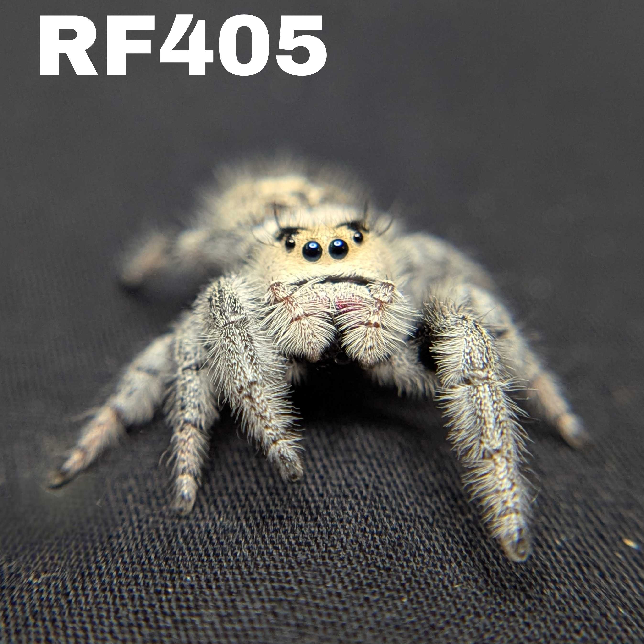 Regal Jumping Spider "Snowball"