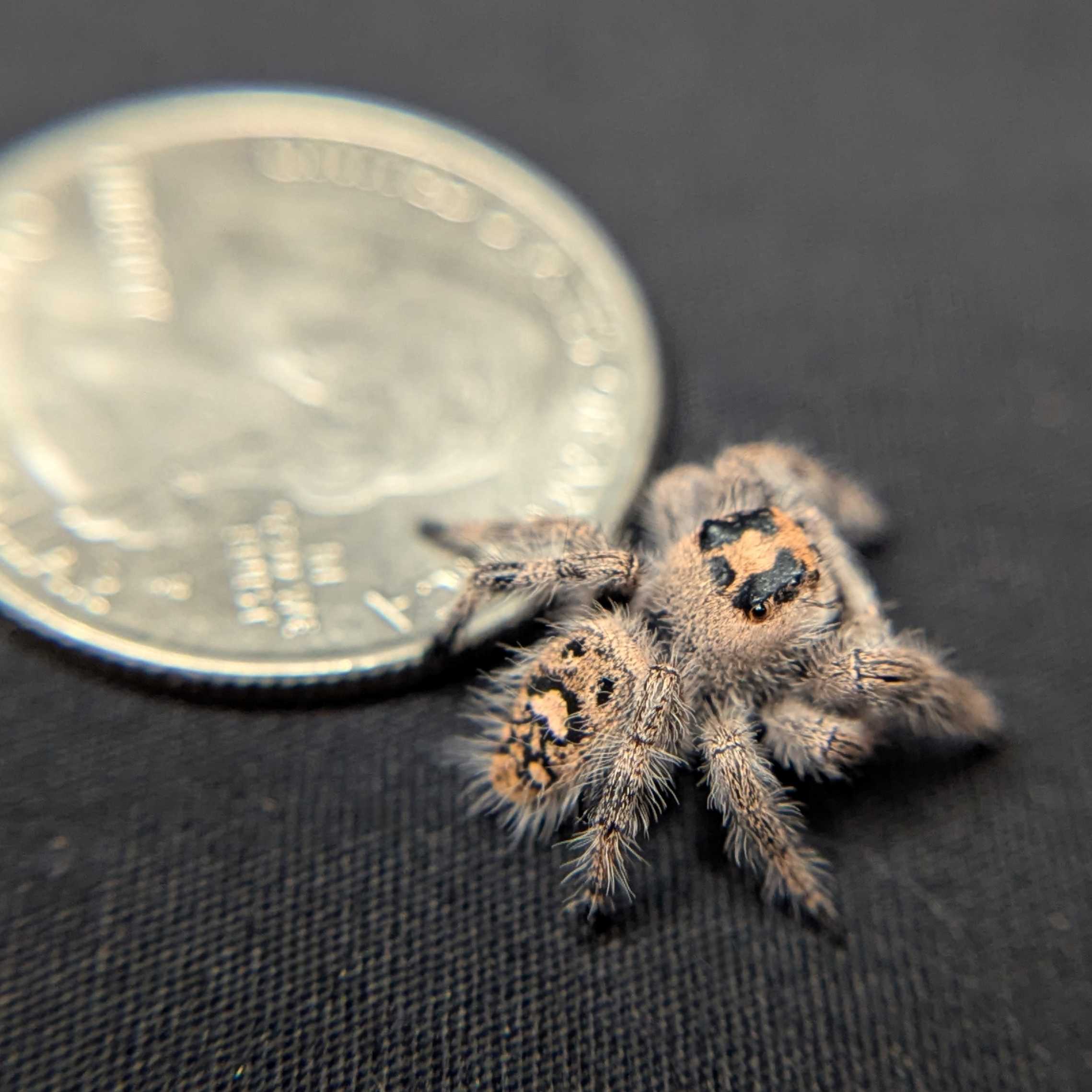 Regal Jumping Spider "Pixie"