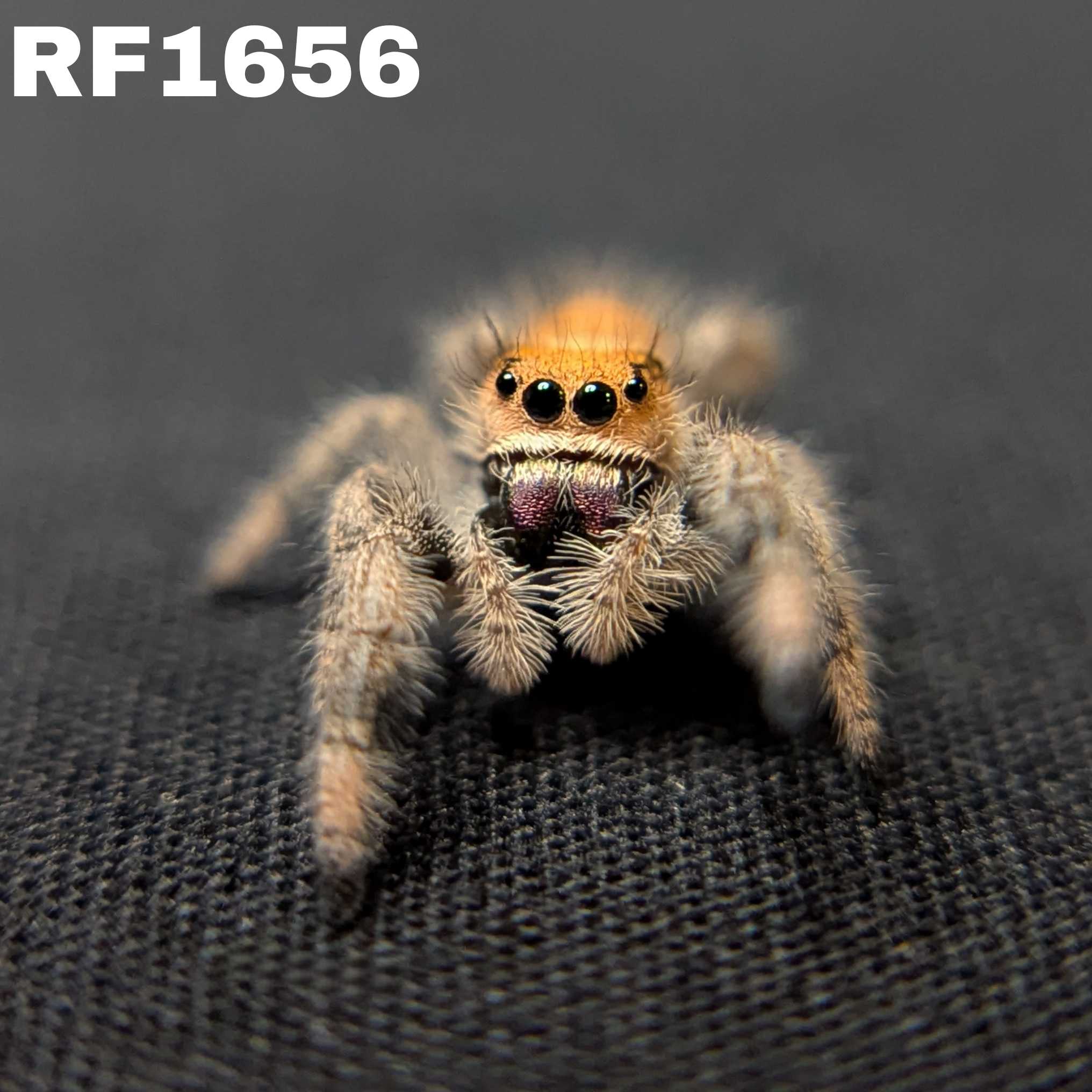 Regal Jumping Spider "Royal"