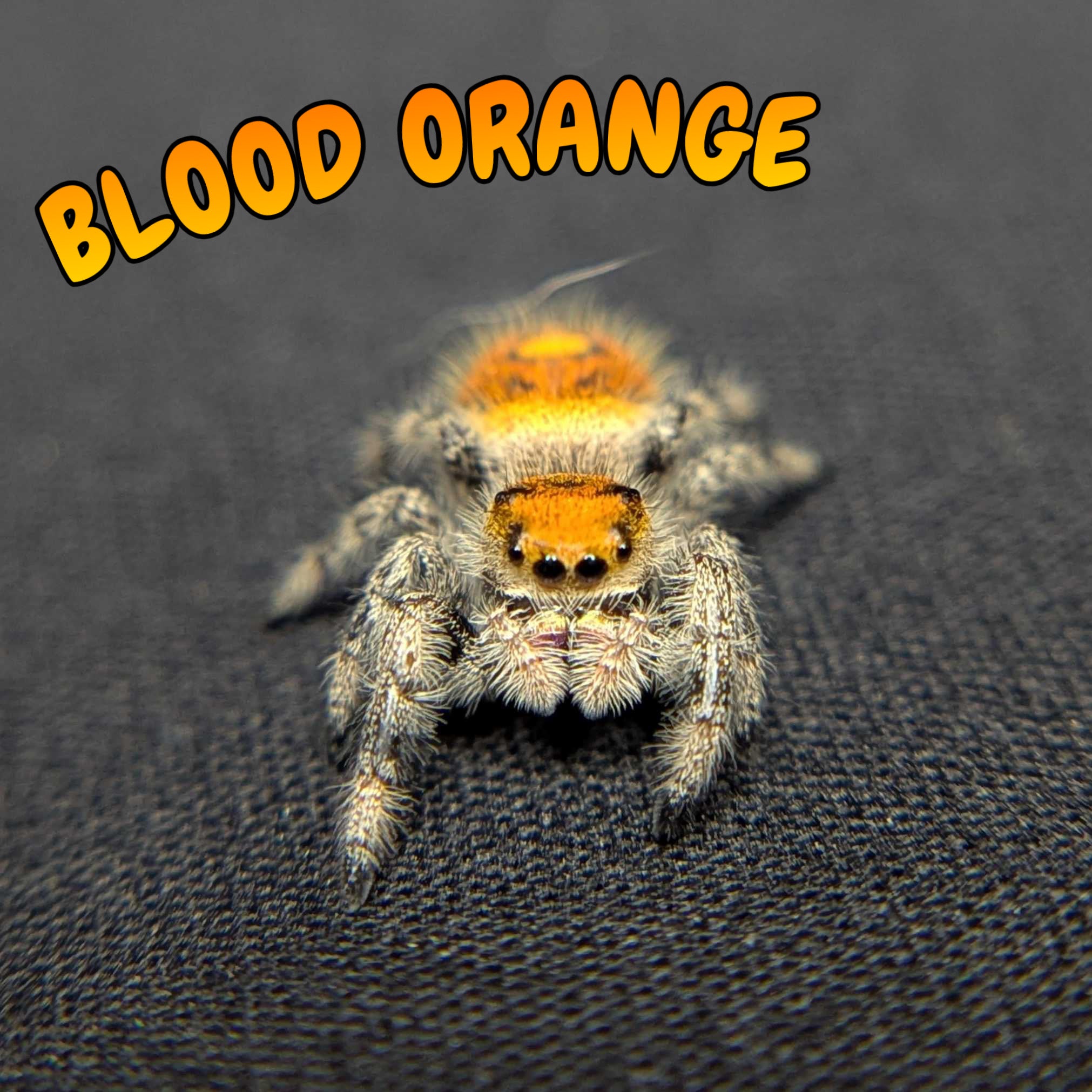 Regal Jumping Spider "Blood Orange"