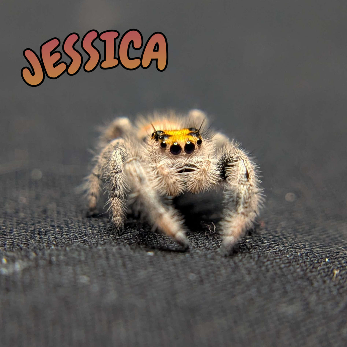 Regal Jumping Spider "Jessica"