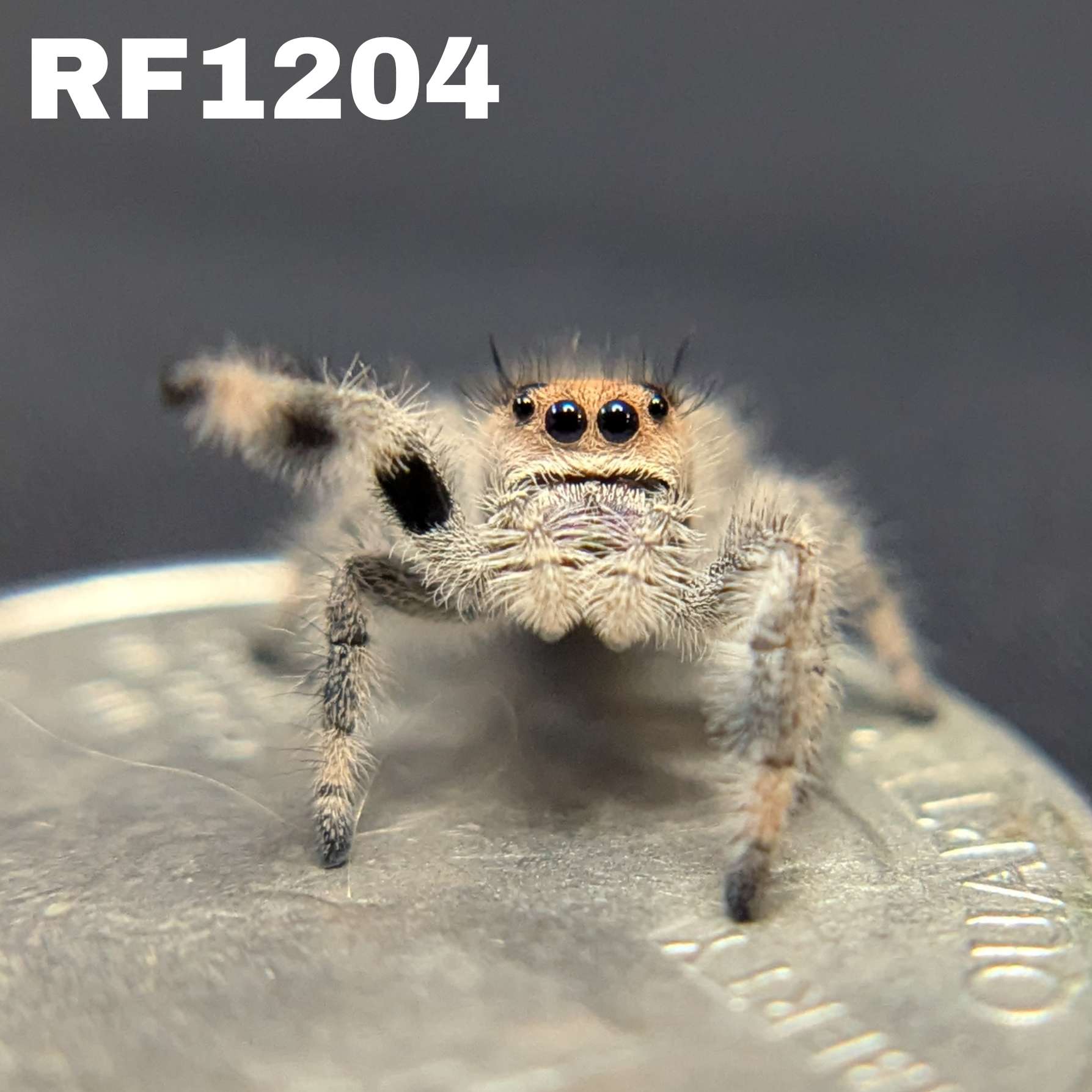Regal Jumping Spider "Starlight"