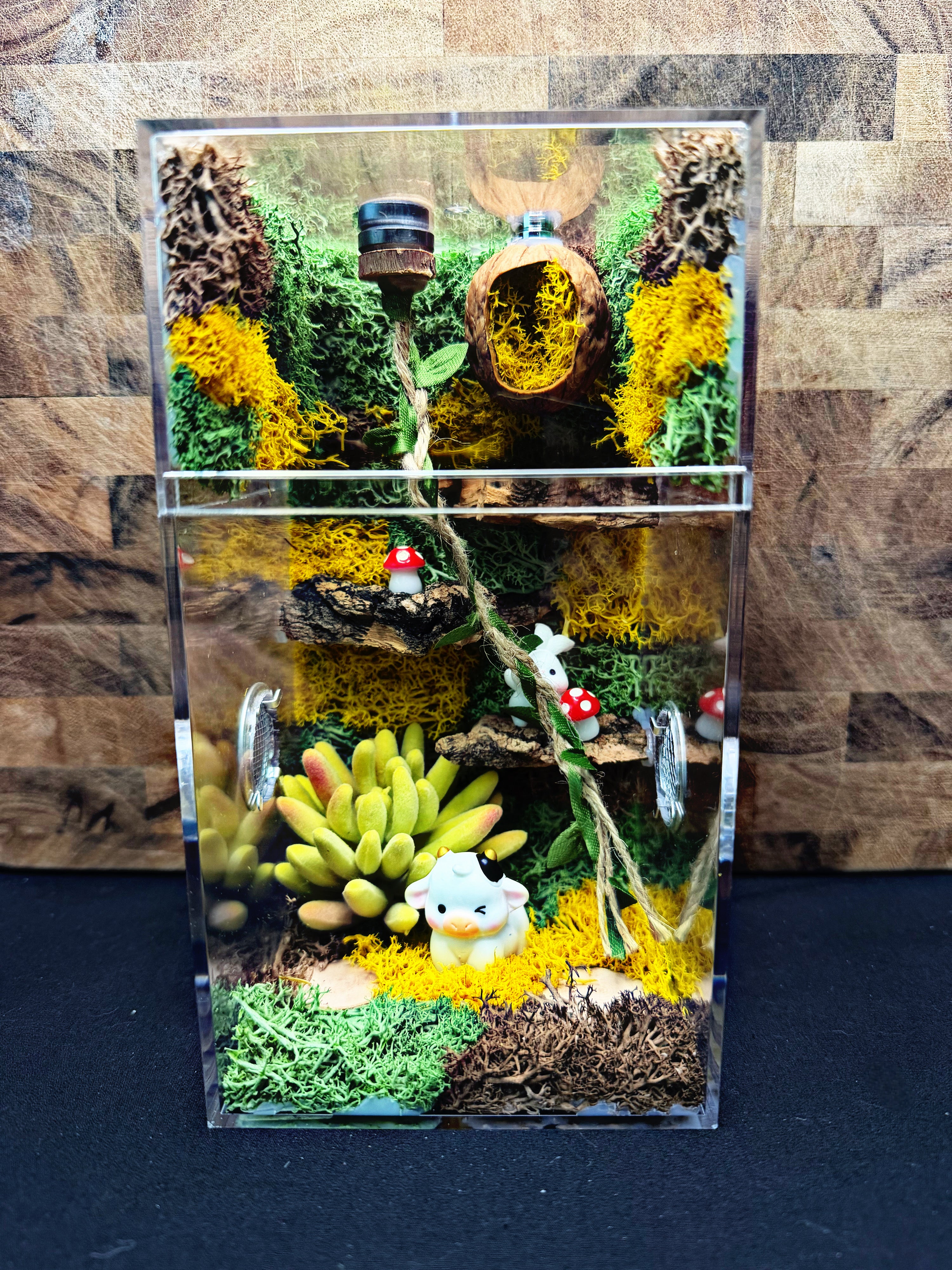 Custom Jumping Spider Enclosure