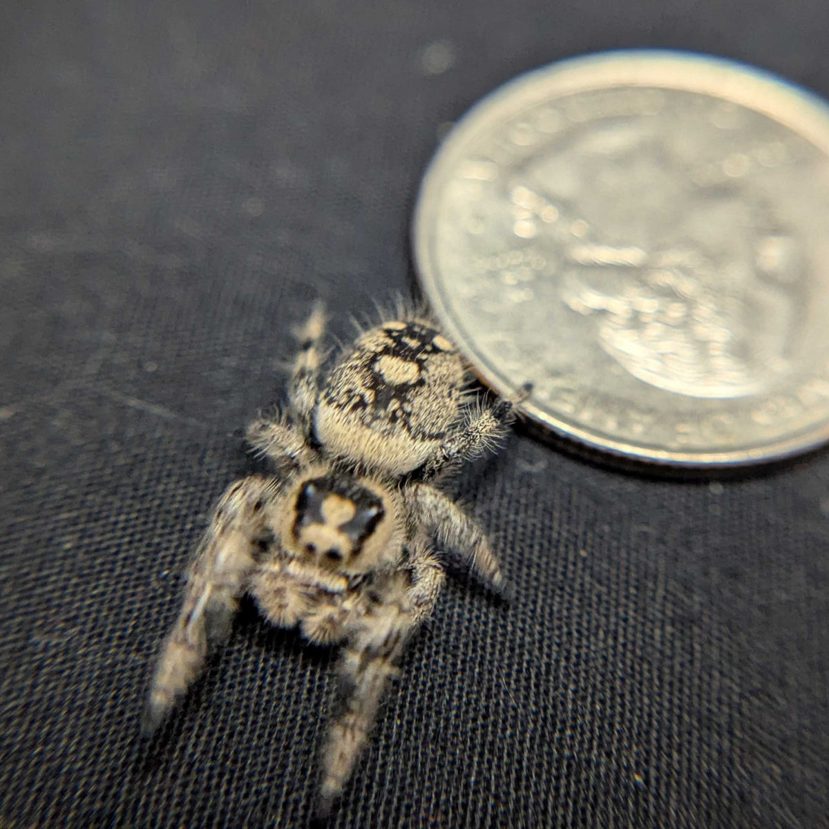 Regal Jumping Spider "Jasmine"