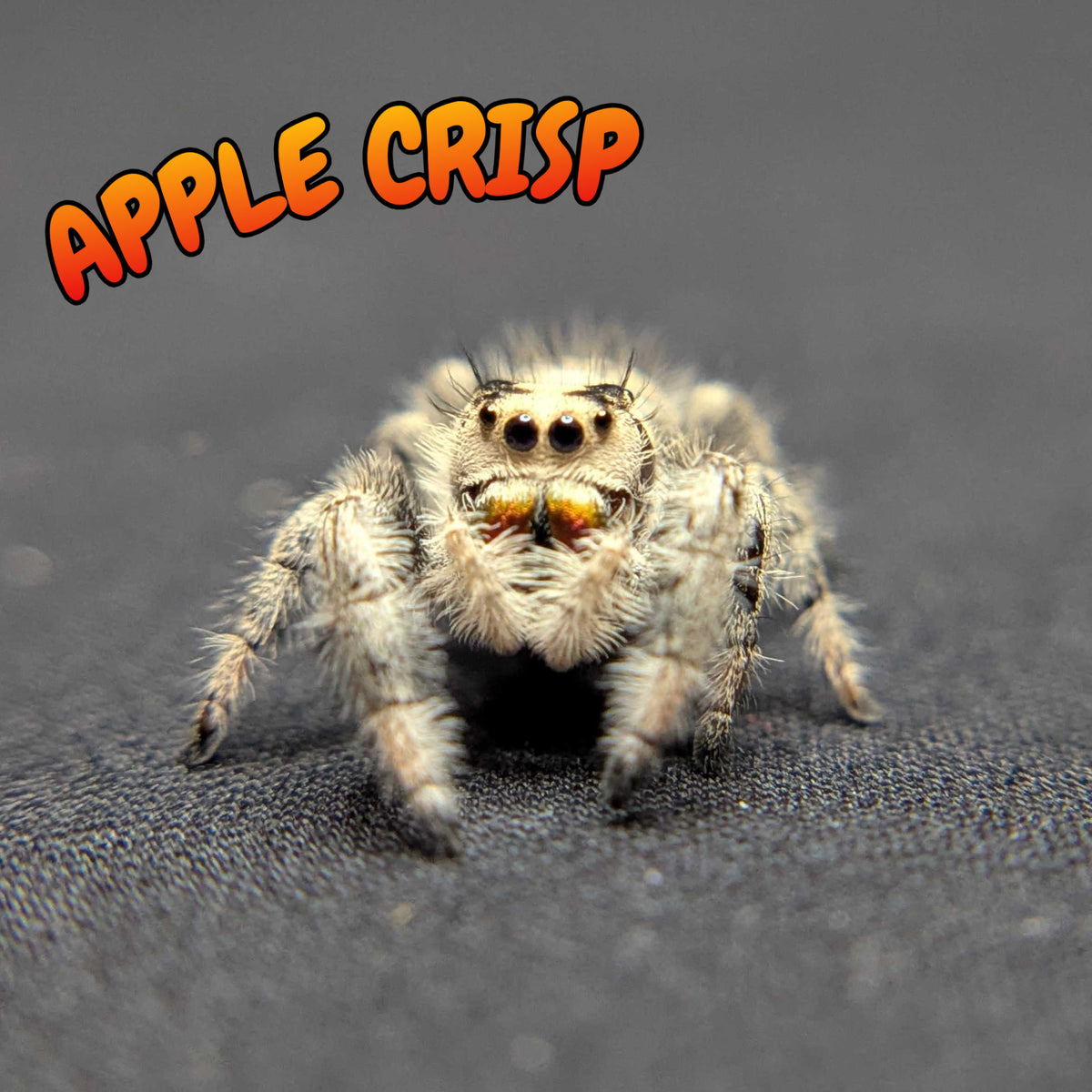 Regal Jumping Spider “Apple Crisp”