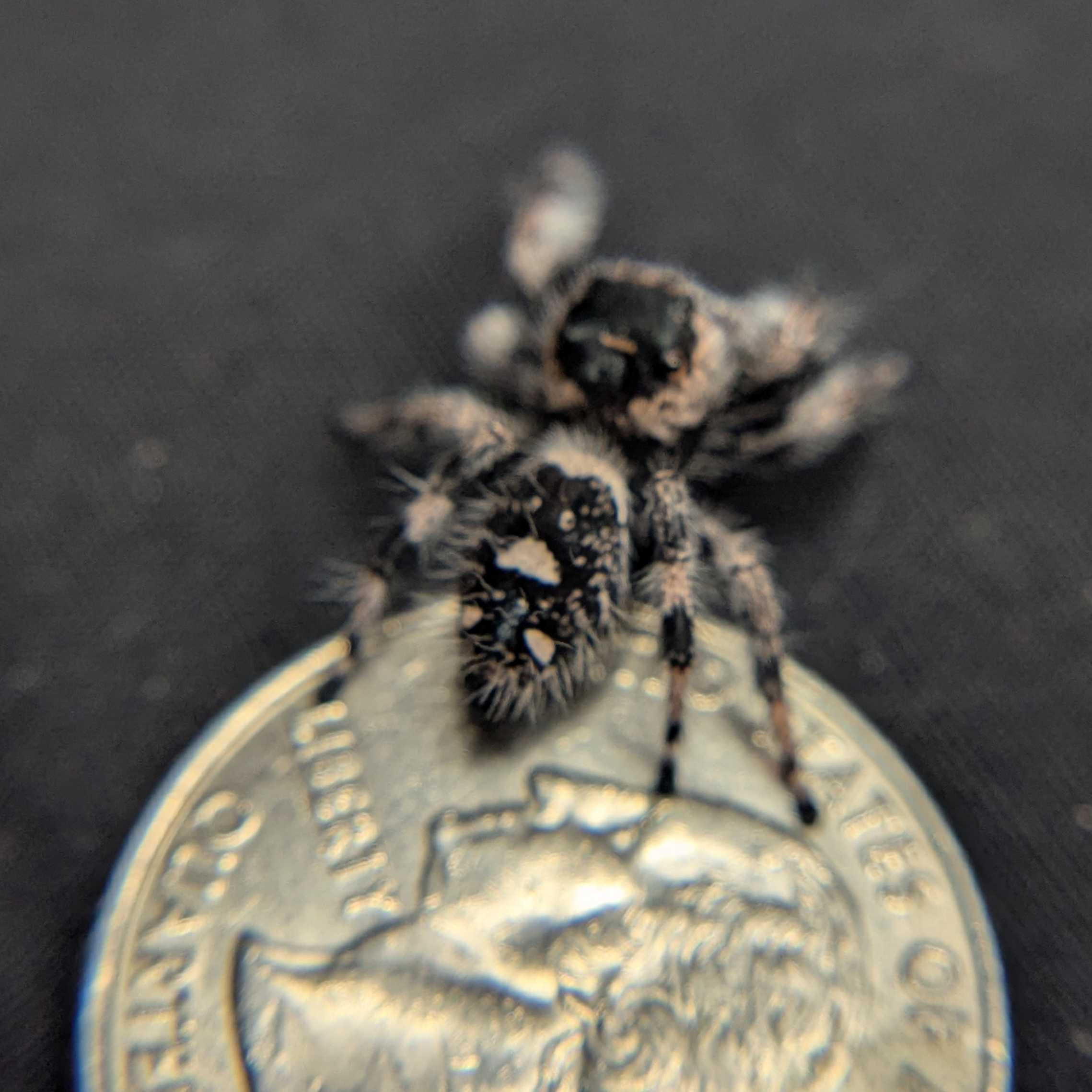 Regal Jumping Spider "Chocolate"