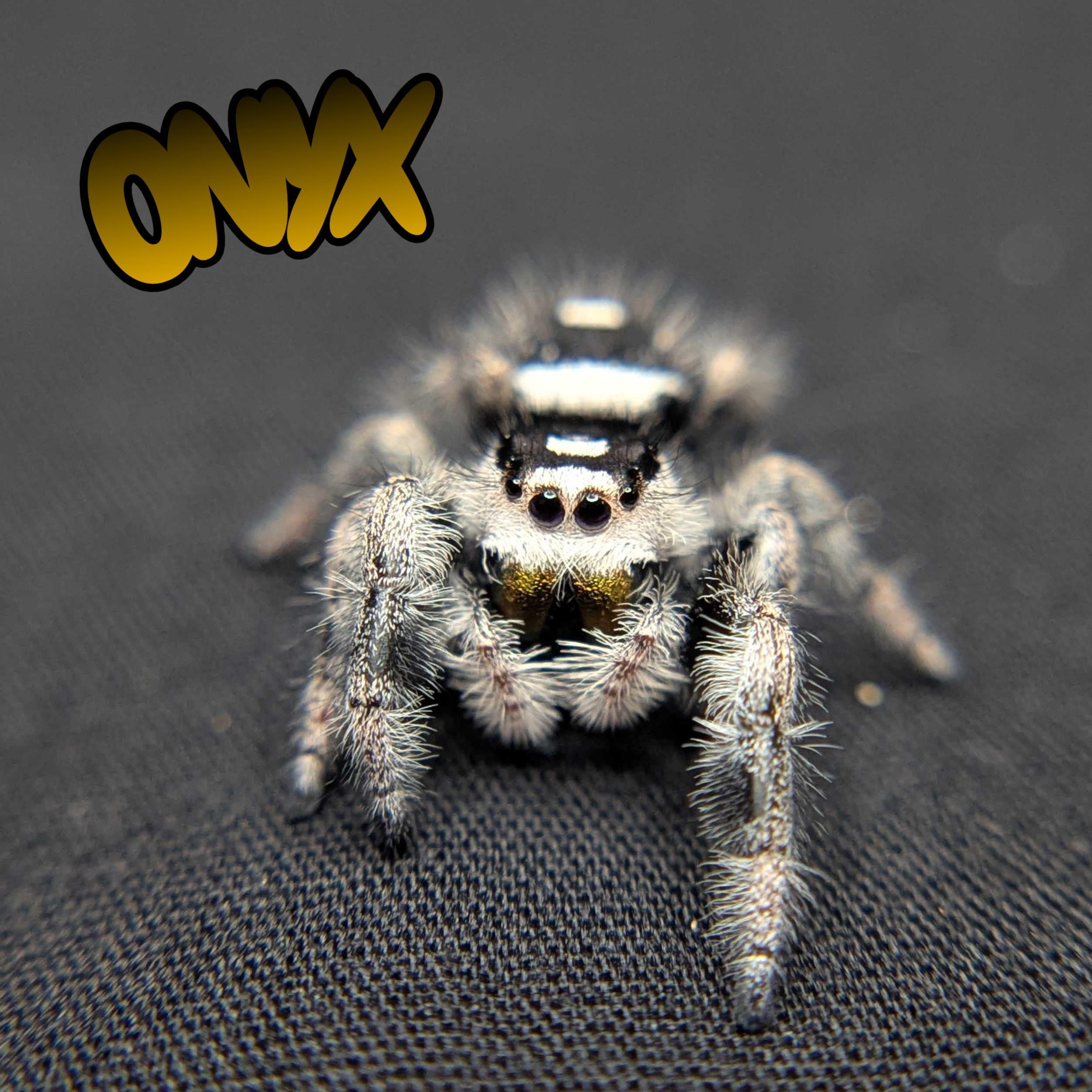 Regal Jumping Spider "Onyx"