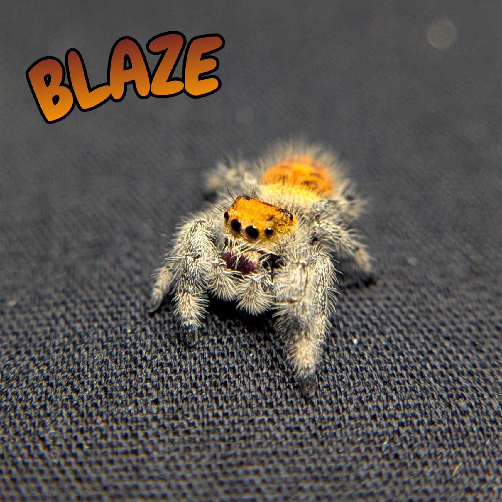 Regal Jumping Spider "Blaze"