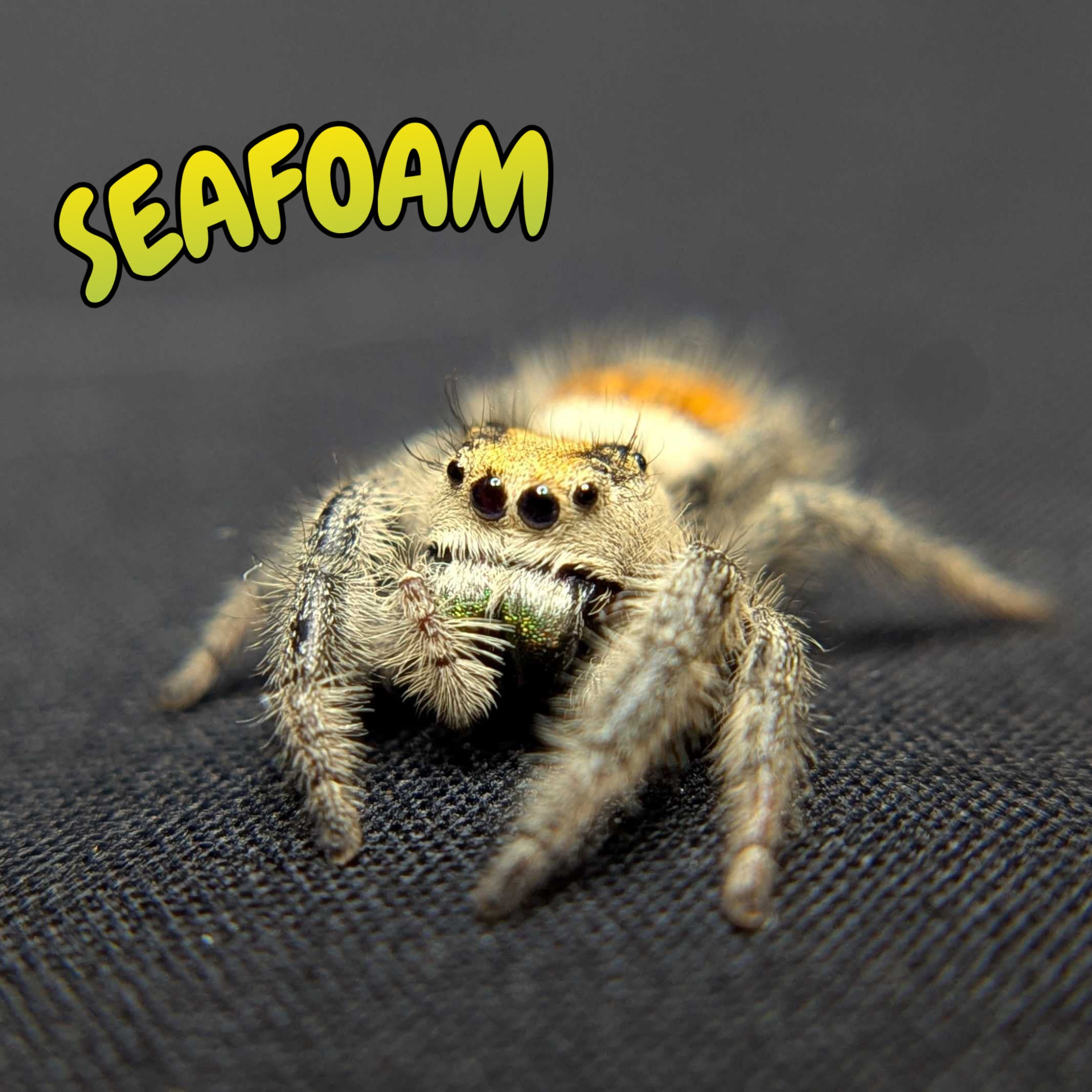 Regal Jumping Spider "Seafoam"