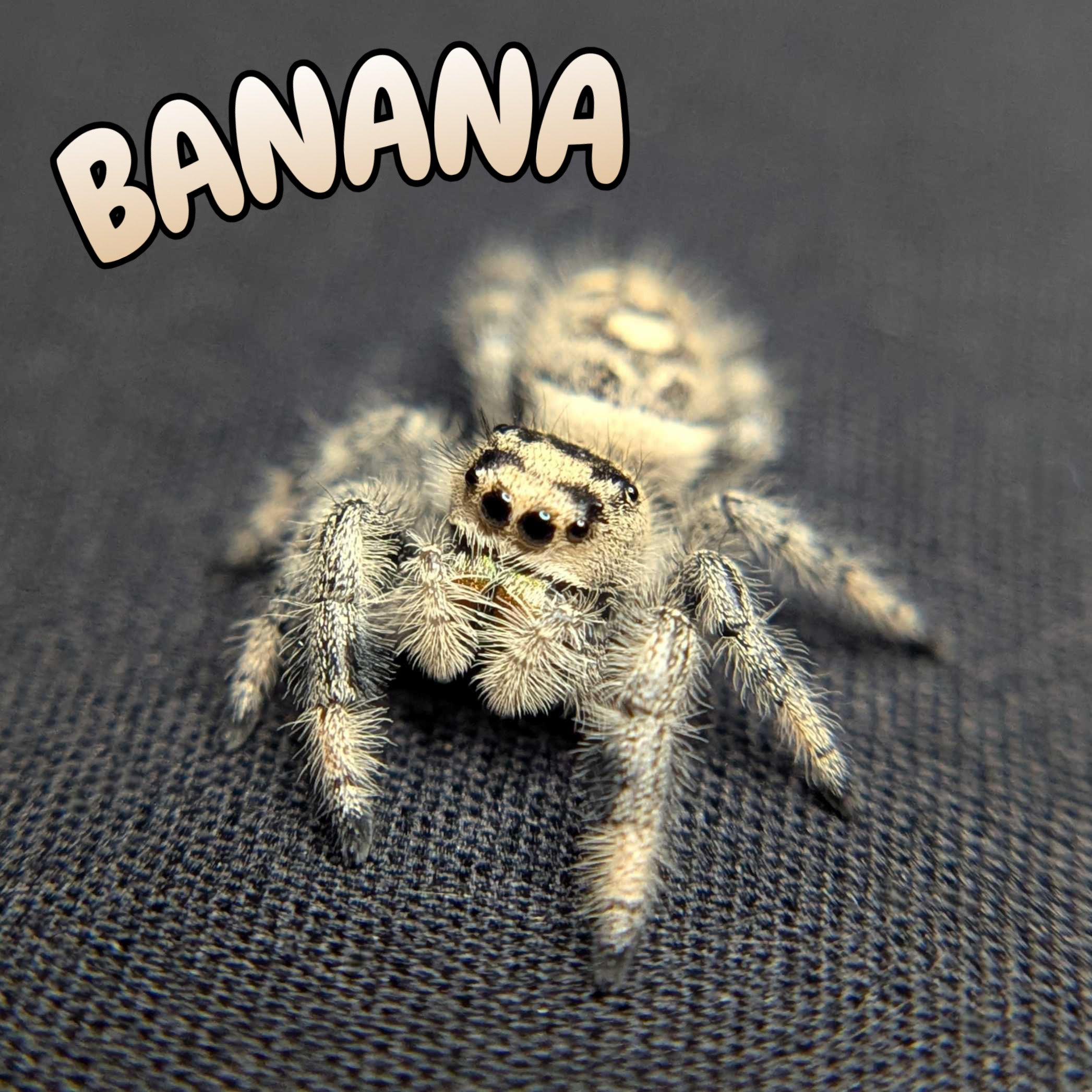 Regal Jumping Spider "Banana"