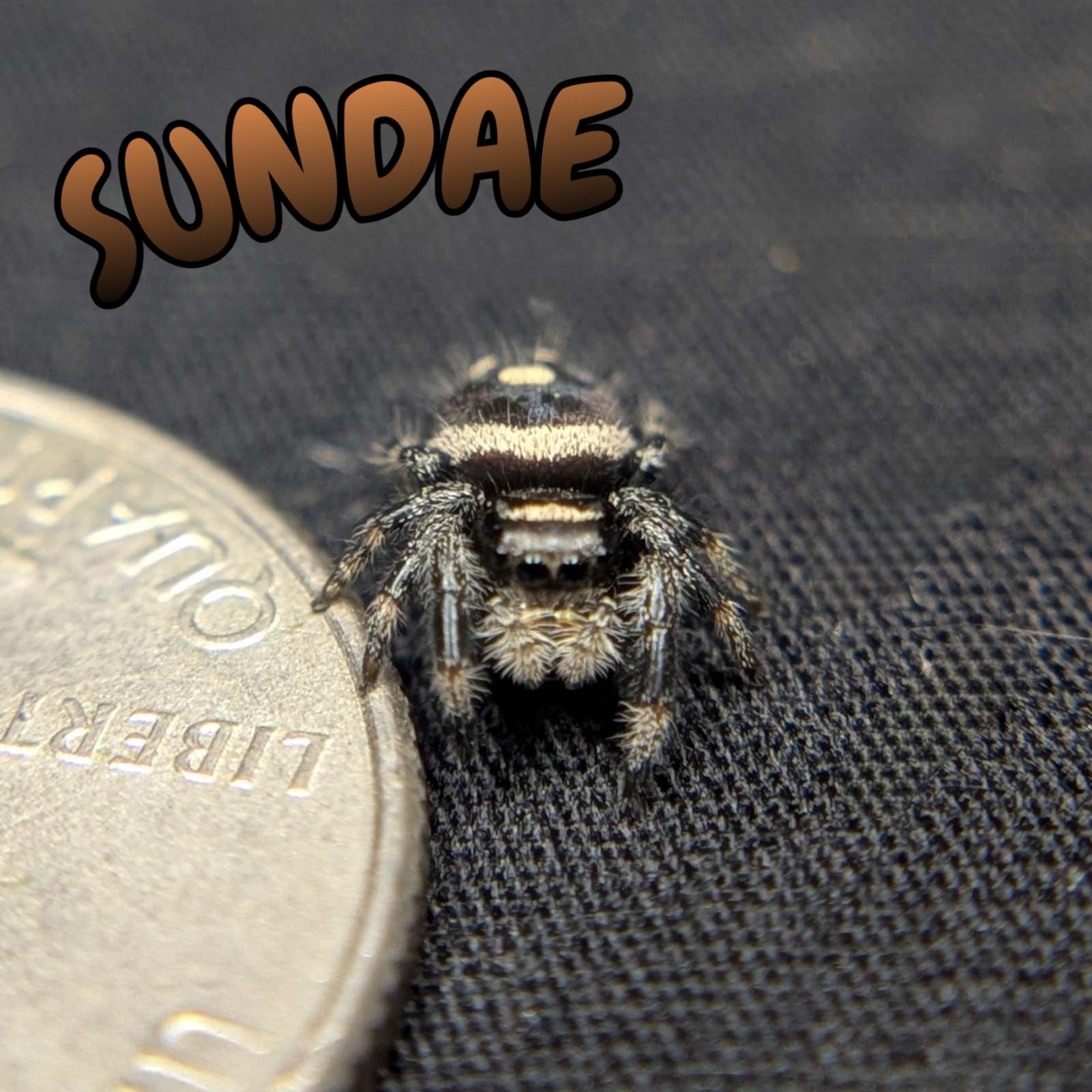 Regal Jumping Spider "Sundae"