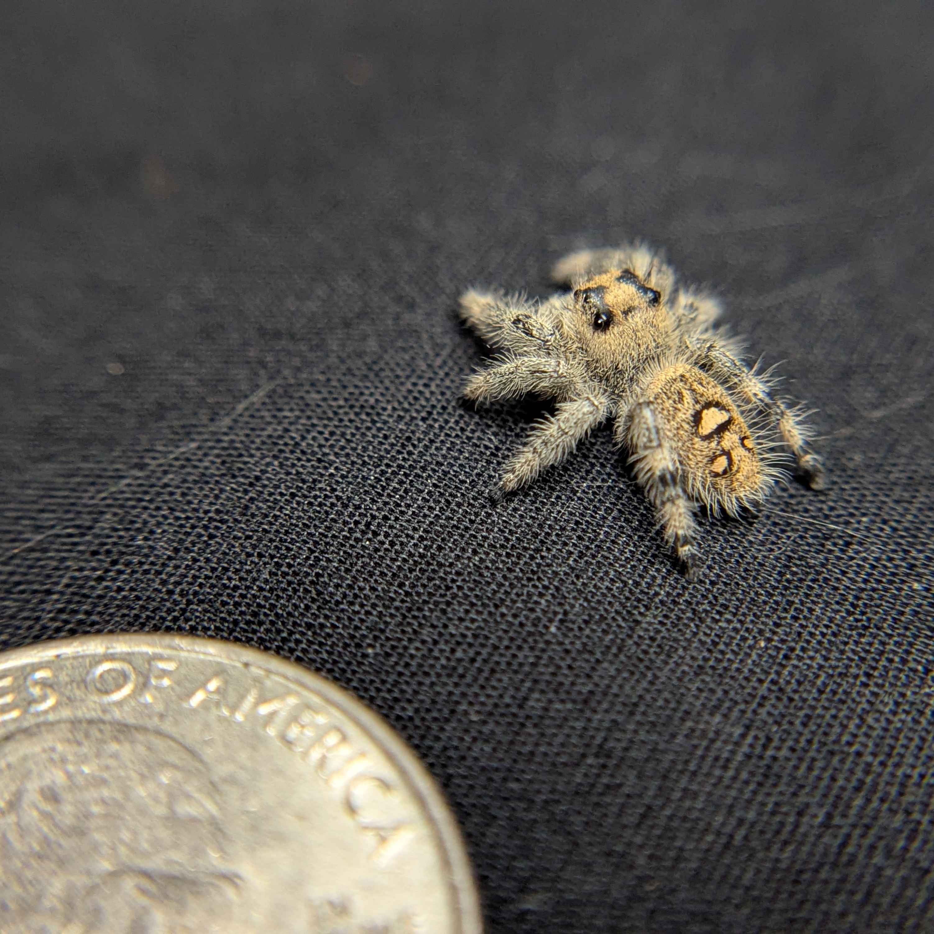 Regal Jumping Spider "Dandelion"
