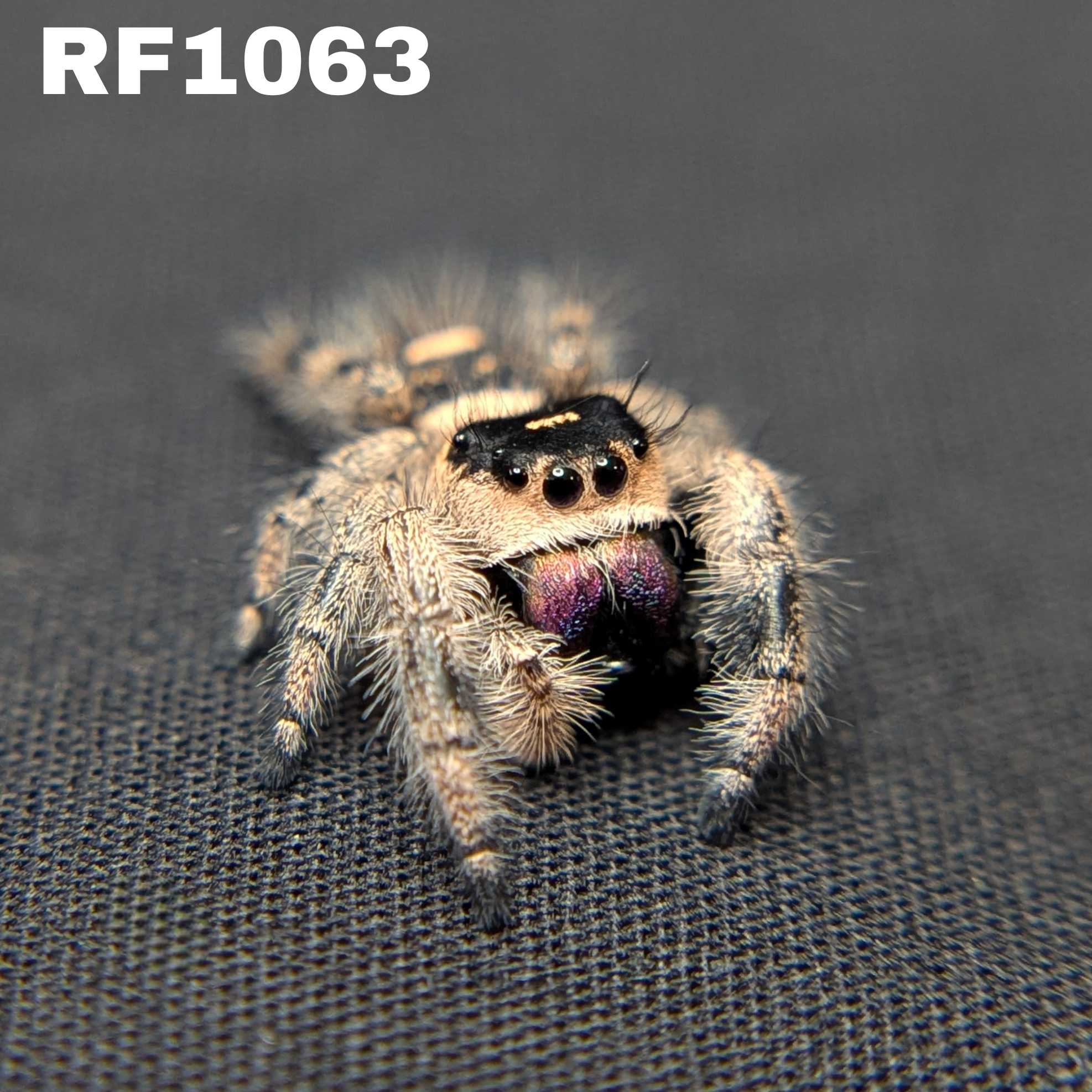 Regal Jumping Spider "Raven"