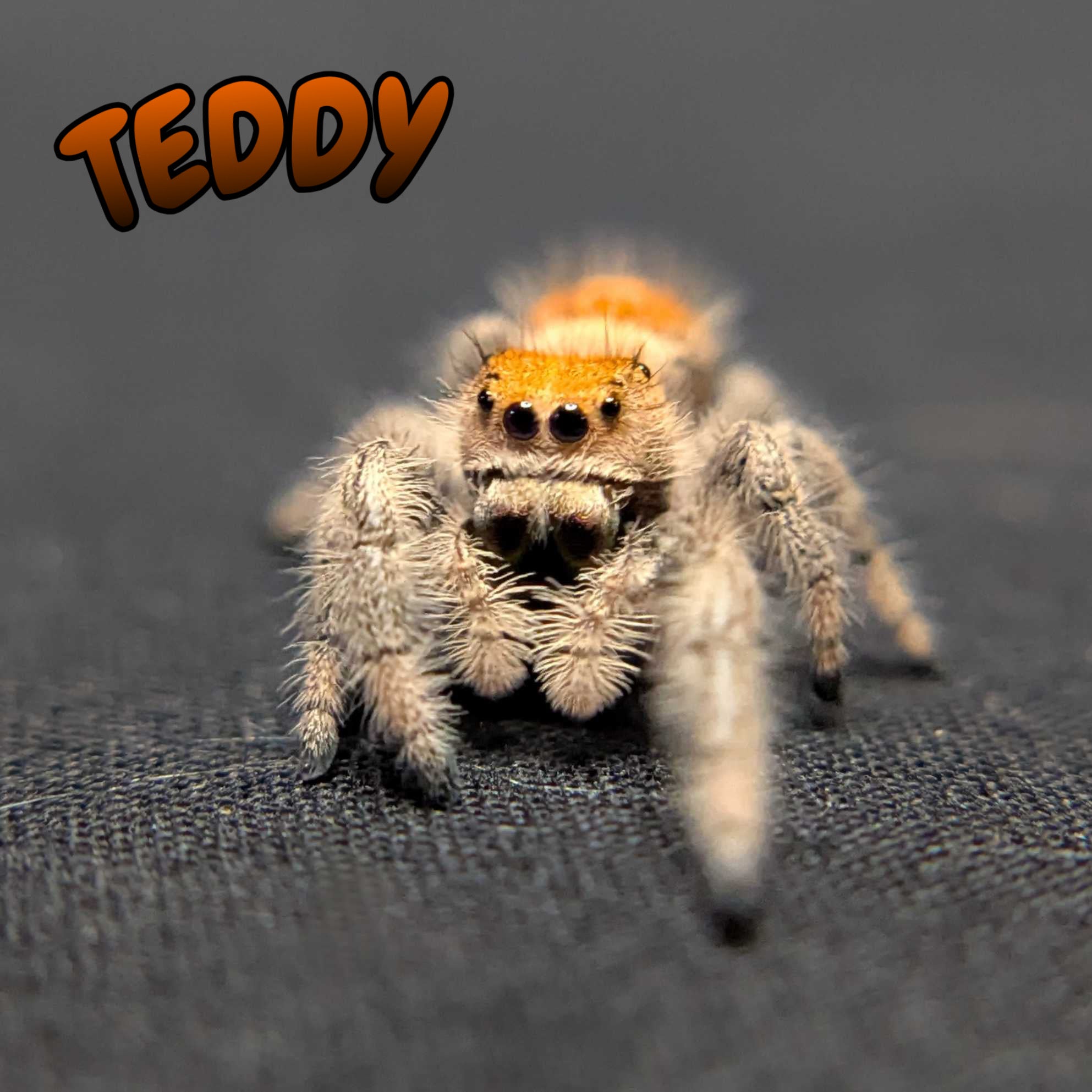 Regal Jumping Spider "Teddy"