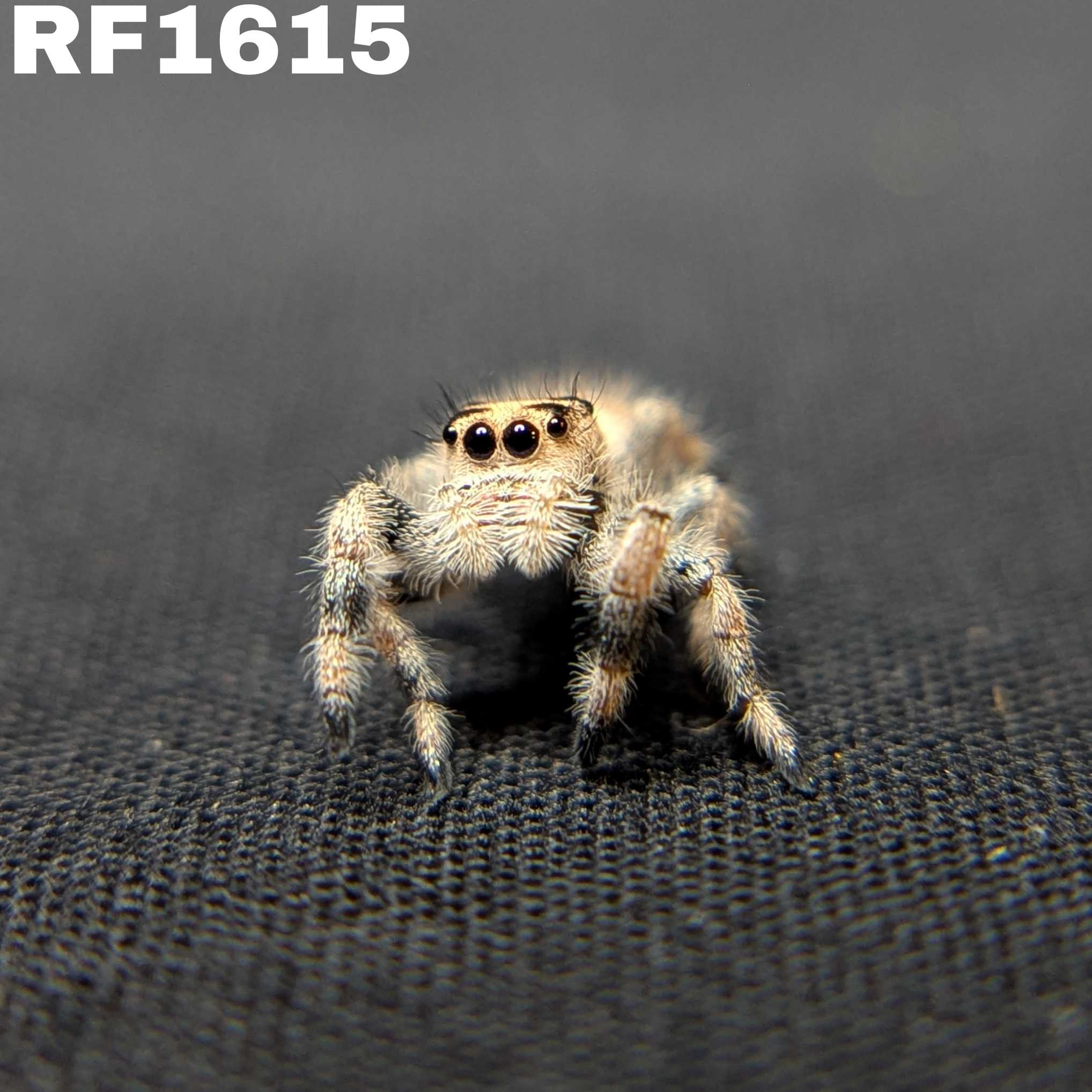 Regal Jumping Spider “Sterling”