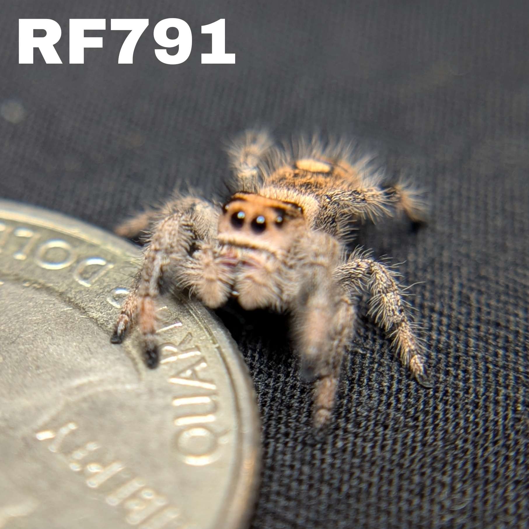 Regal Jumping Spider "Jamba"