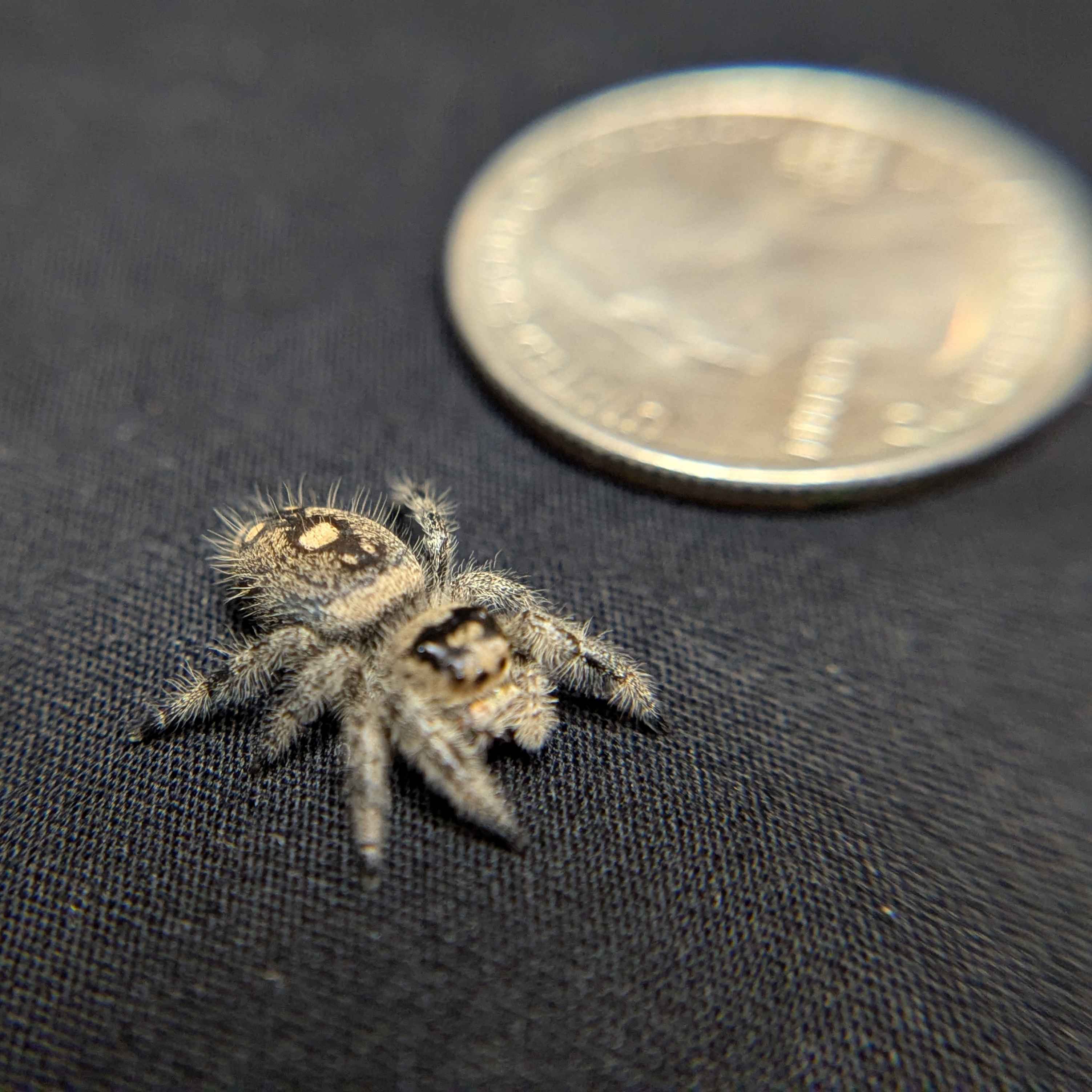 Regal Jumping Spider "Bambi"