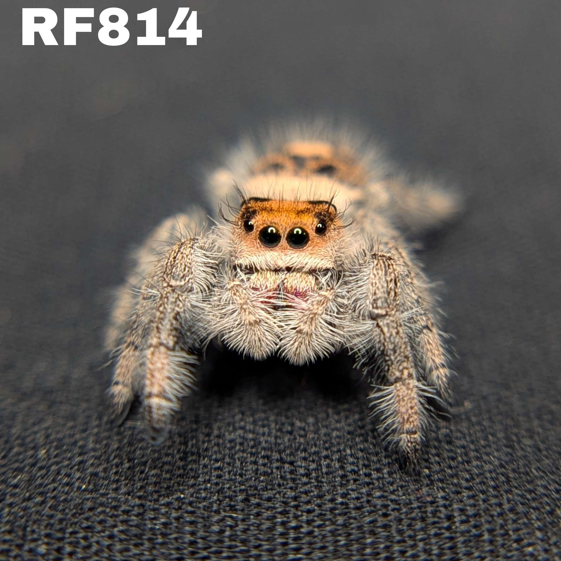Regal Jumping Spider "Cupid"