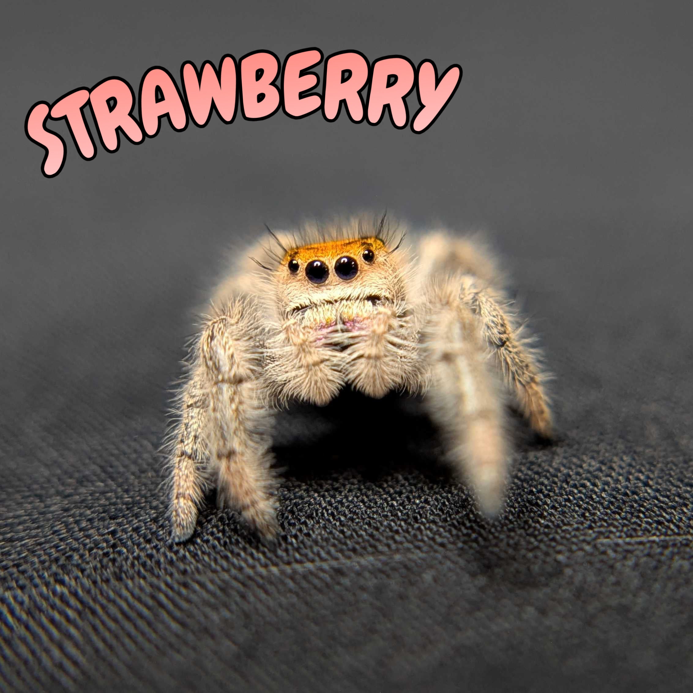 Regal Jumping Spider "Strawberry"