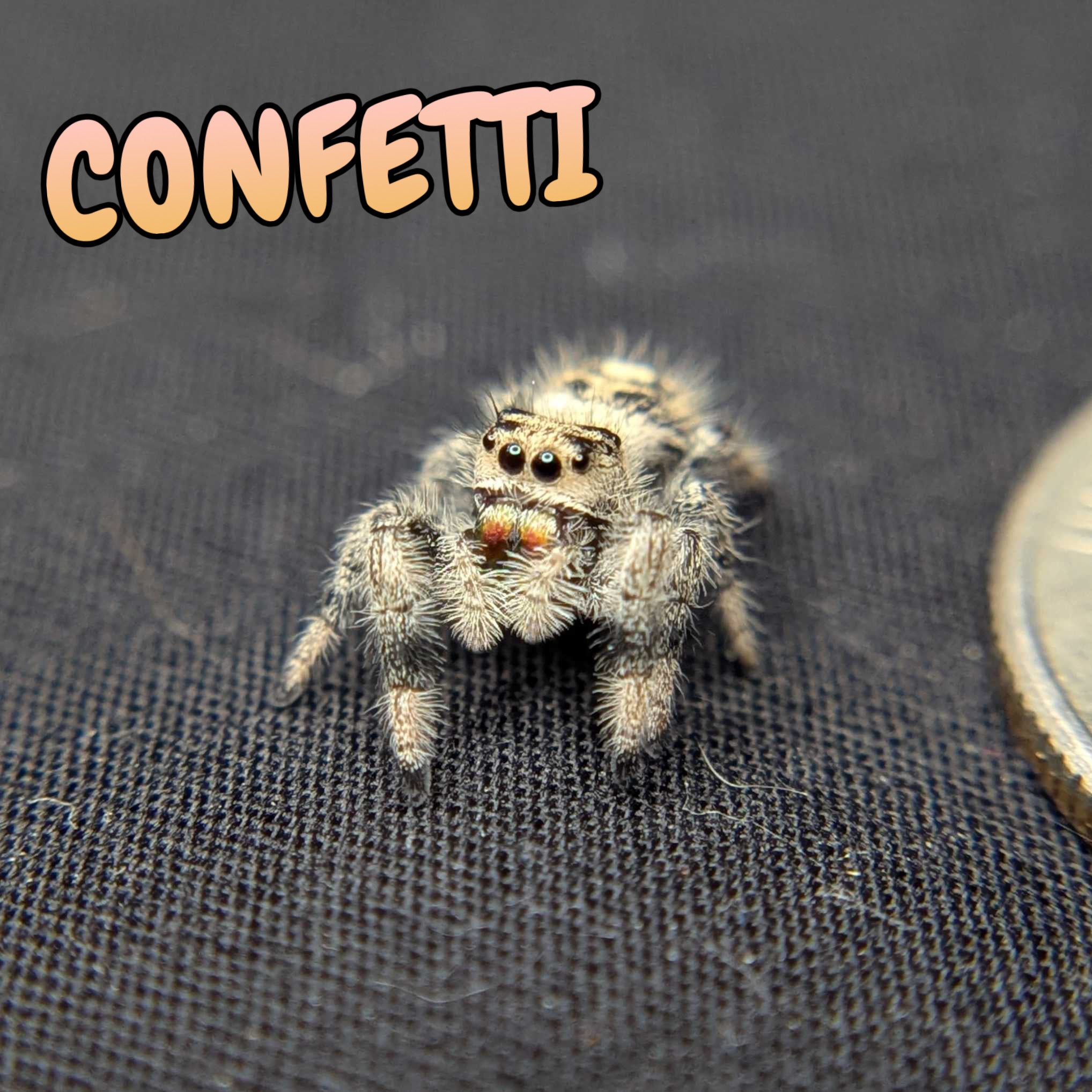 Regal Jumping Spider "Confetti"