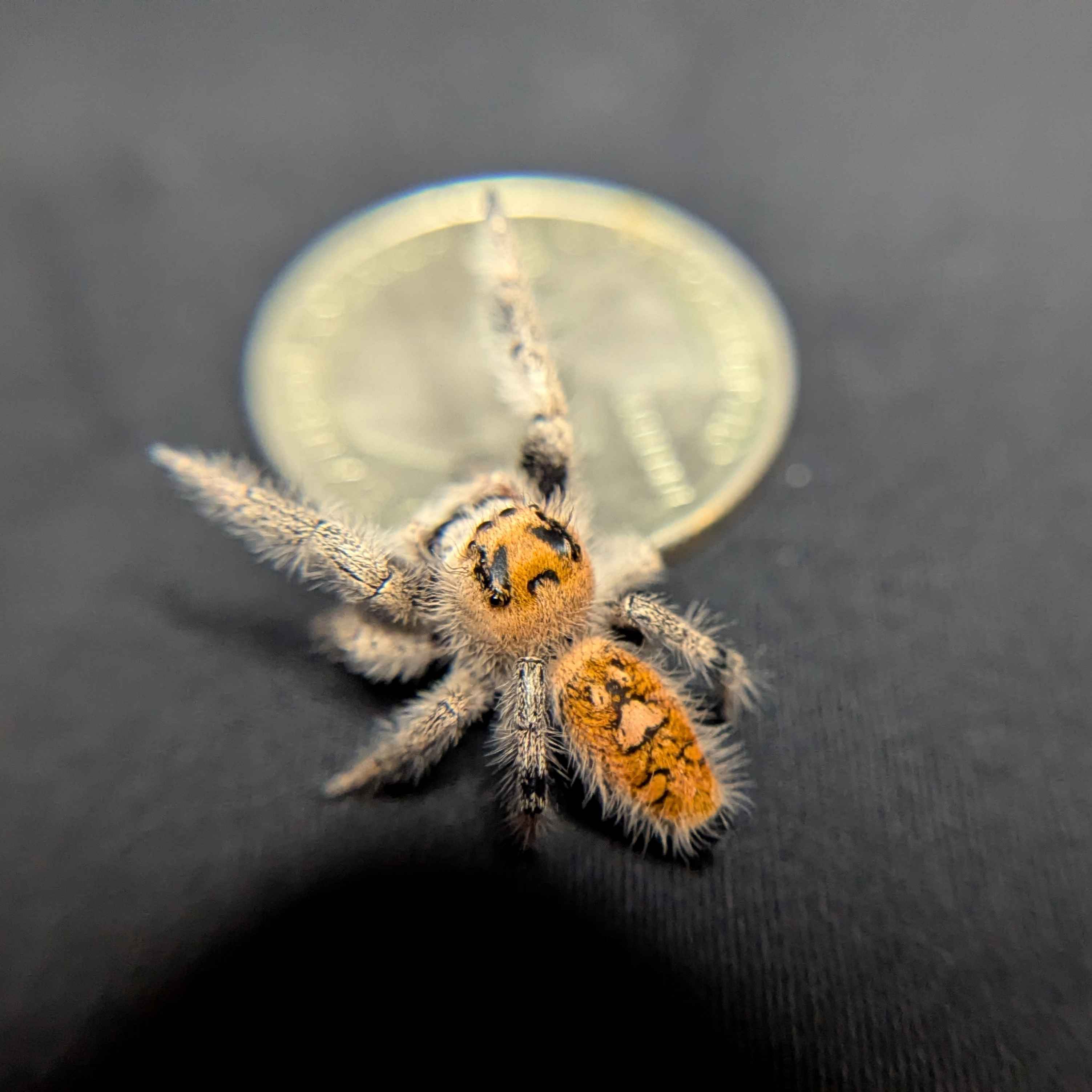 Regal Jumping Spider "Sizzle"