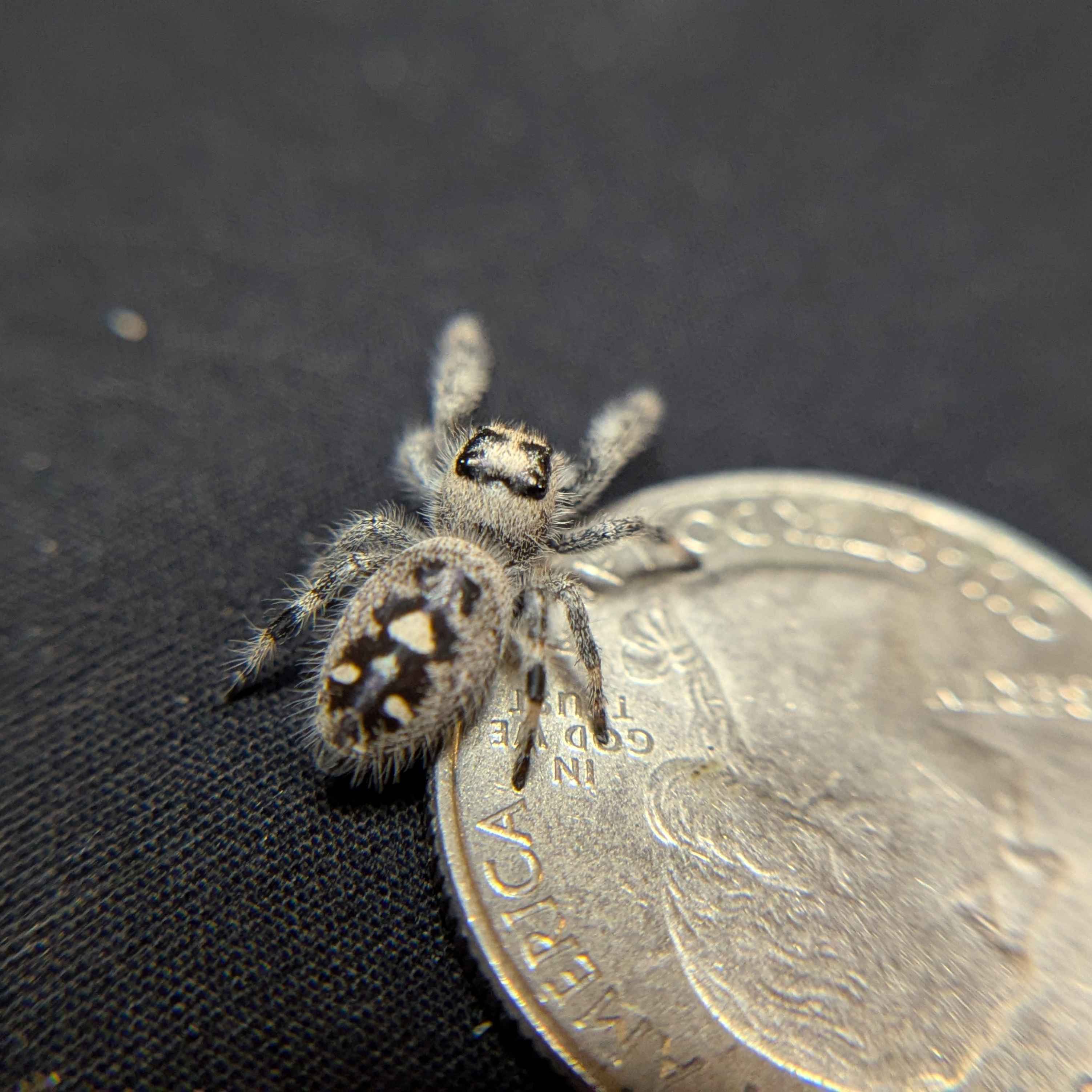 Regal Jumping Spider "Juice"
