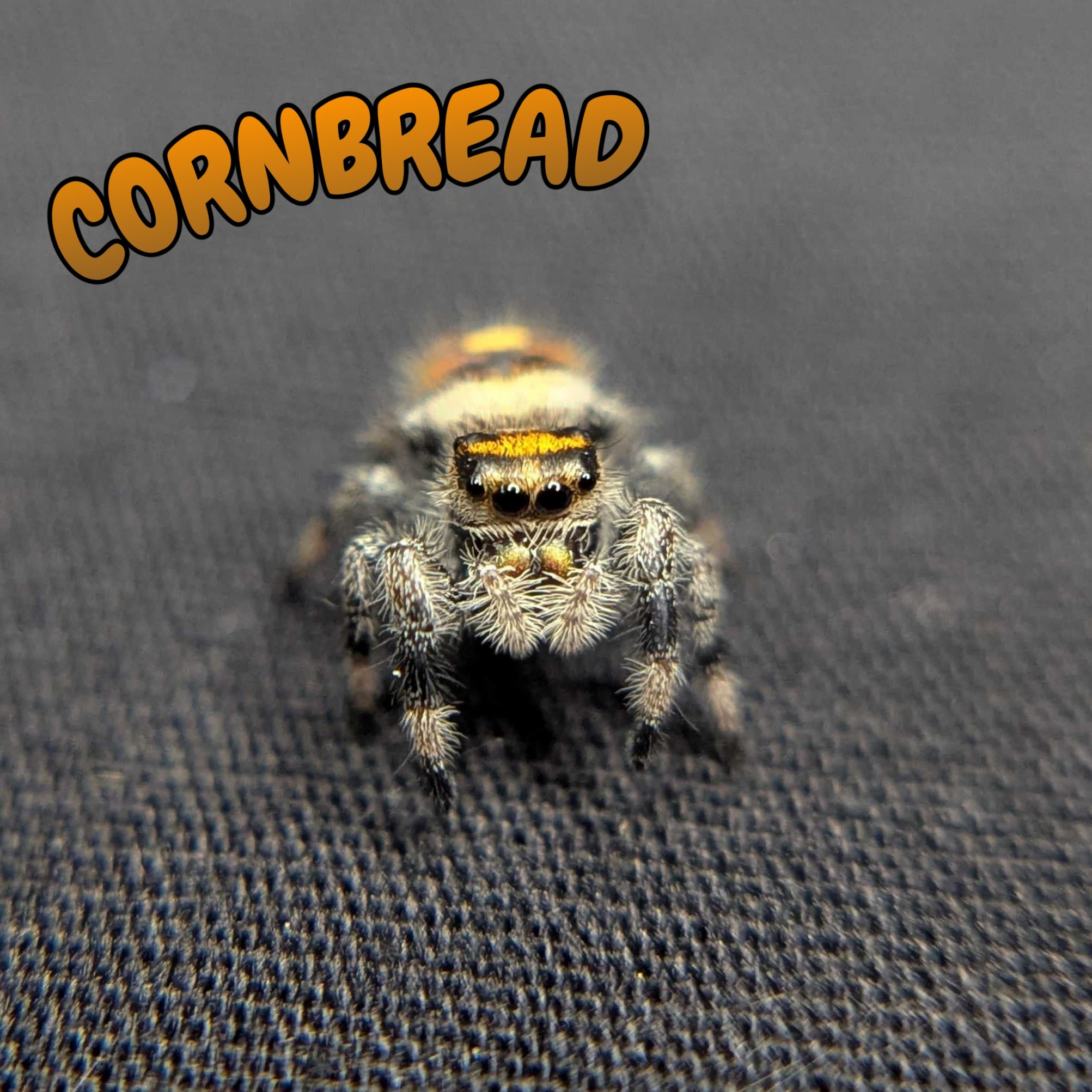 Regal Jumping Spider "Cornbread"