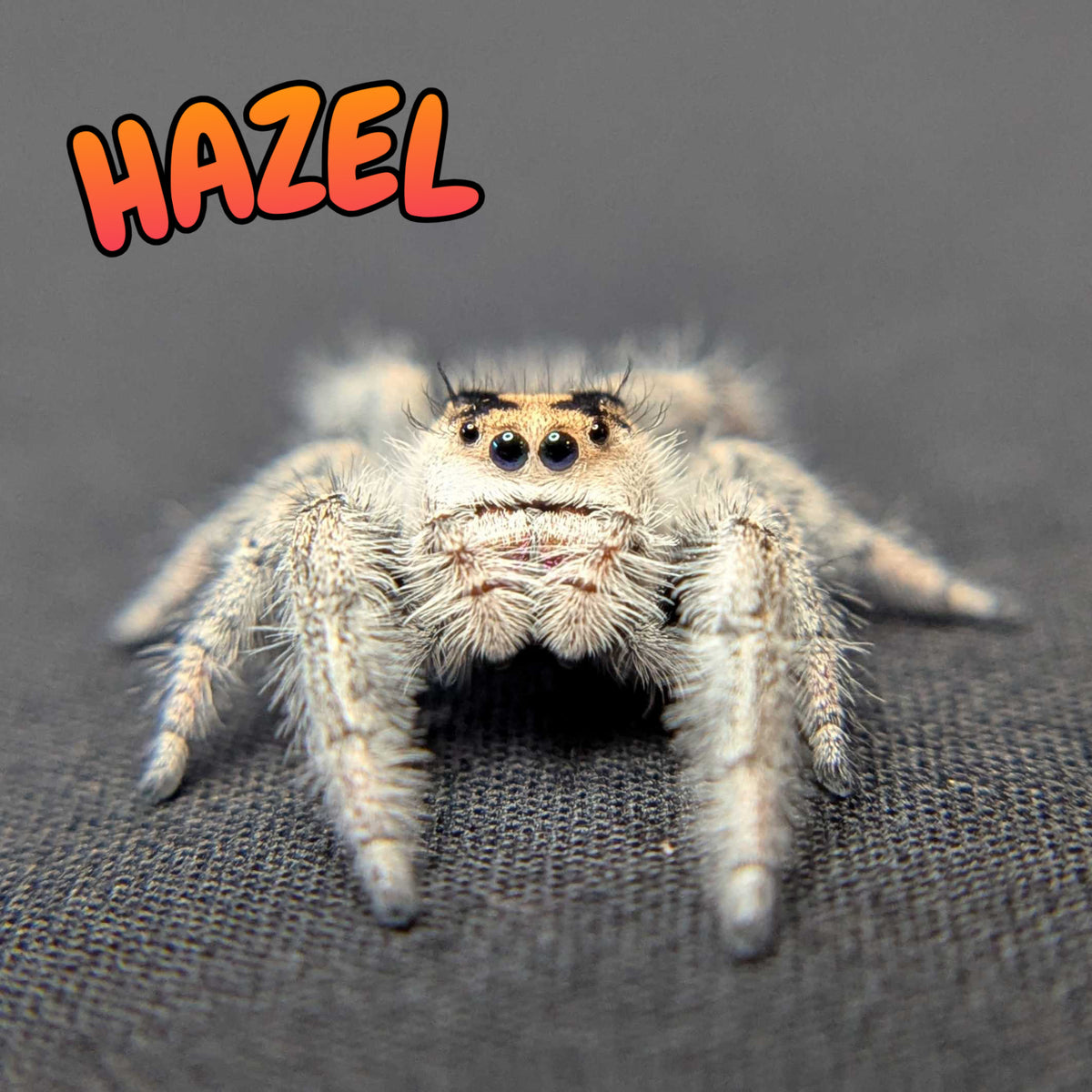 Regal Jumping Spider "Hazel"