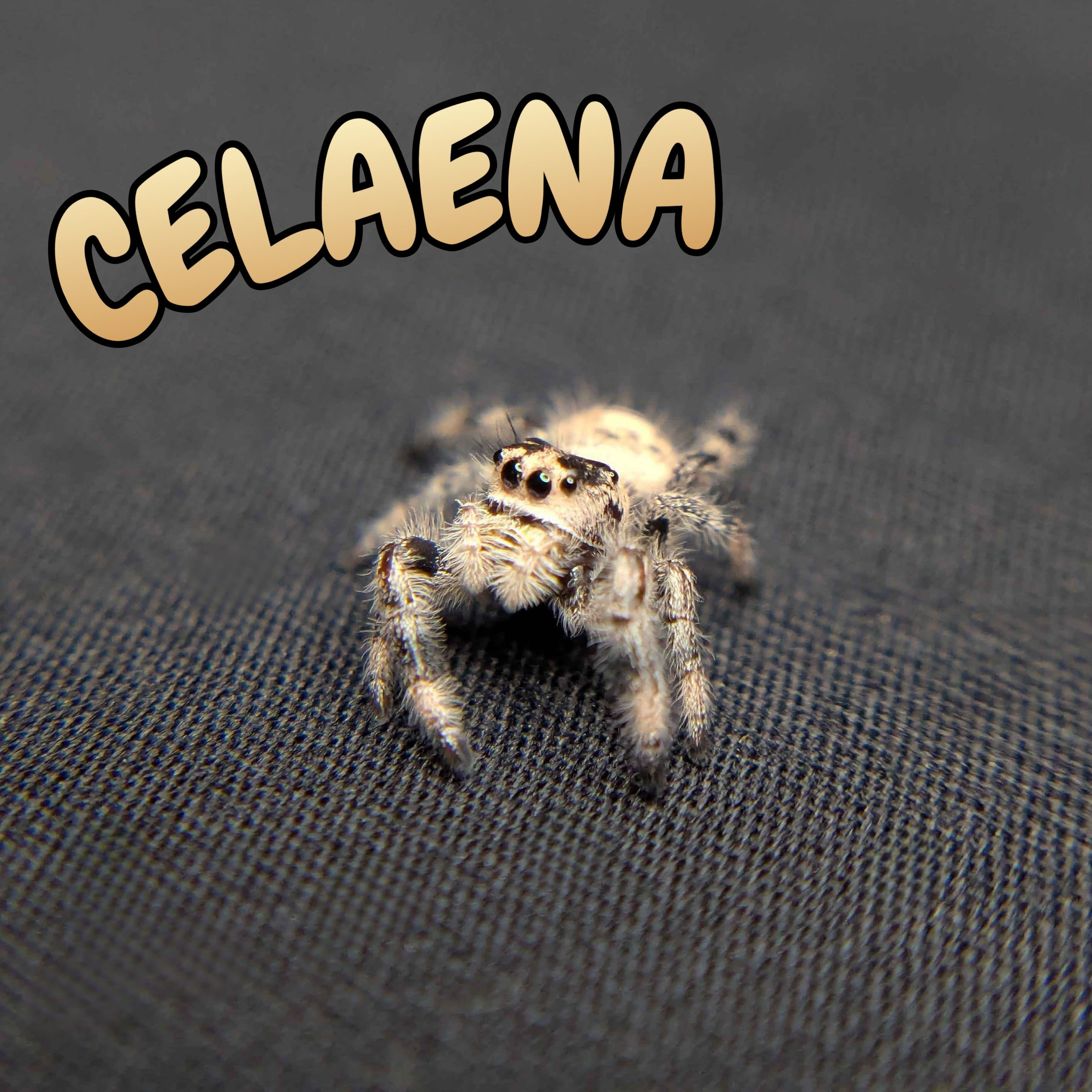 Female Regal Jumping Spider Celaena
