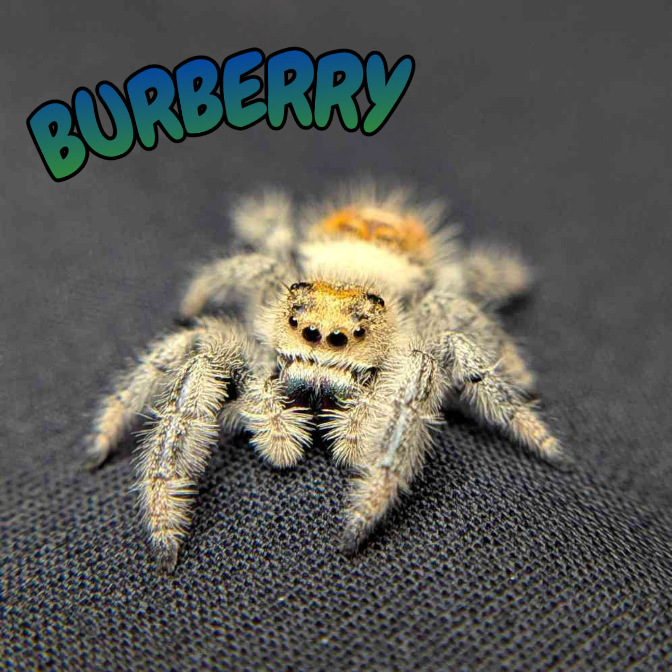 Regal Jumping Spider "Burberry"