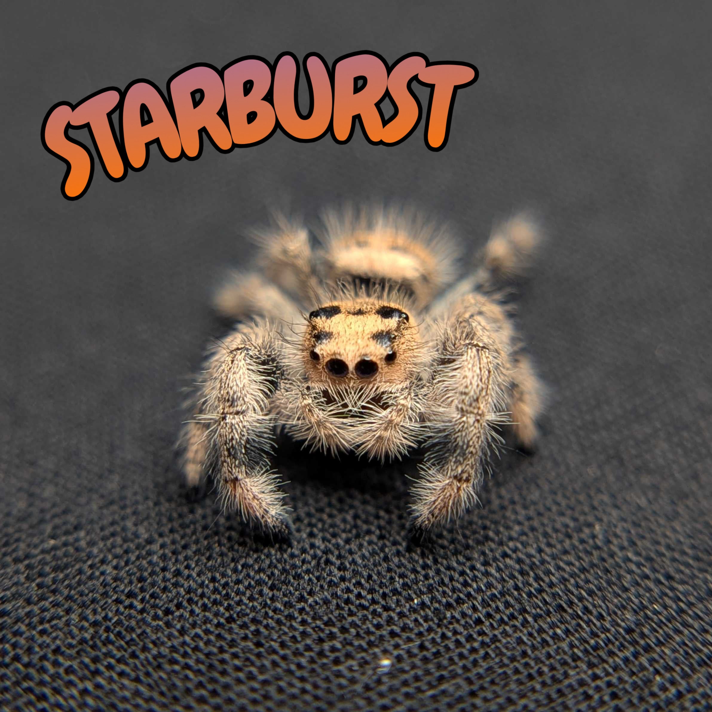 Regal Jumping Spider "Starburst"