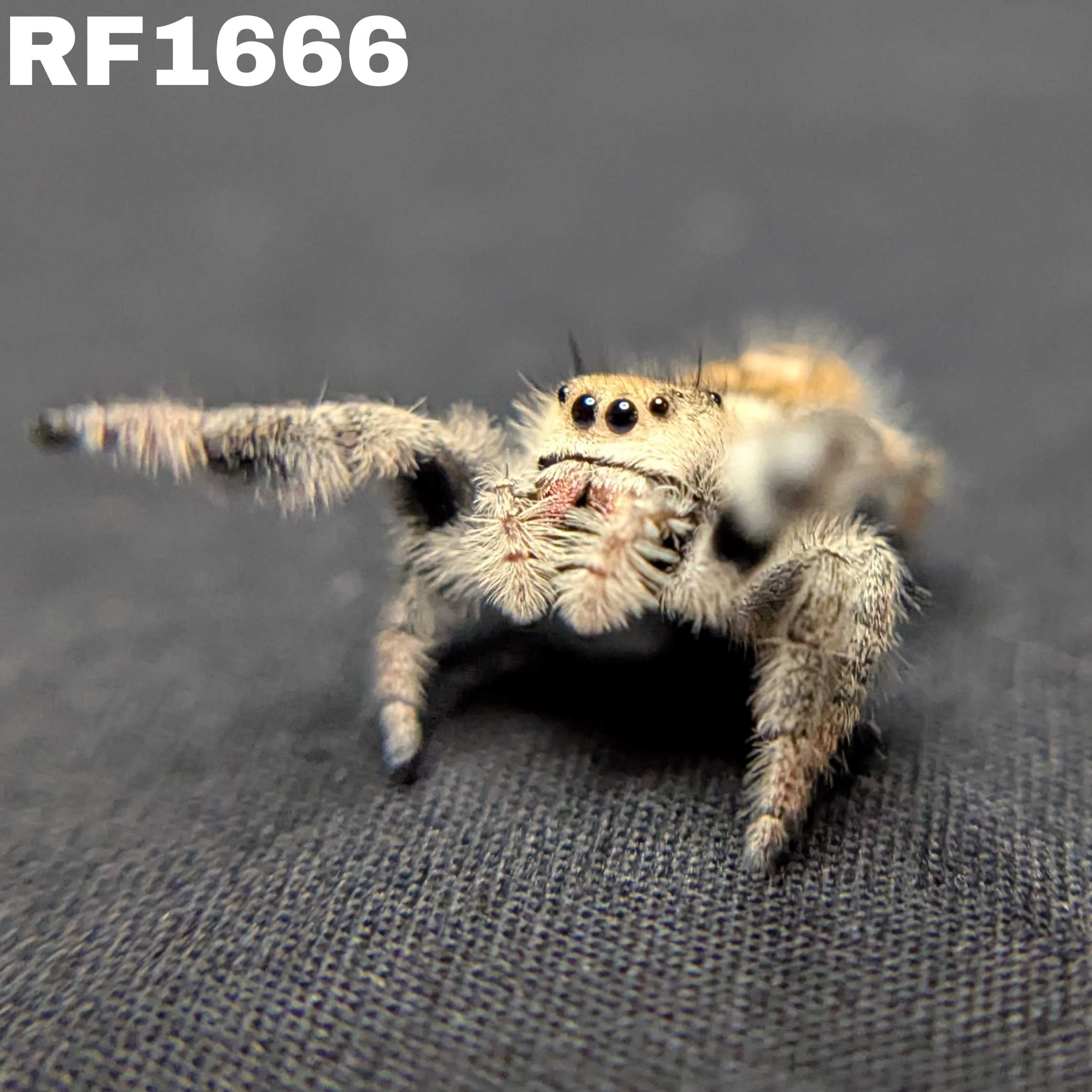 Regal Jumping Spider "Raspberry"