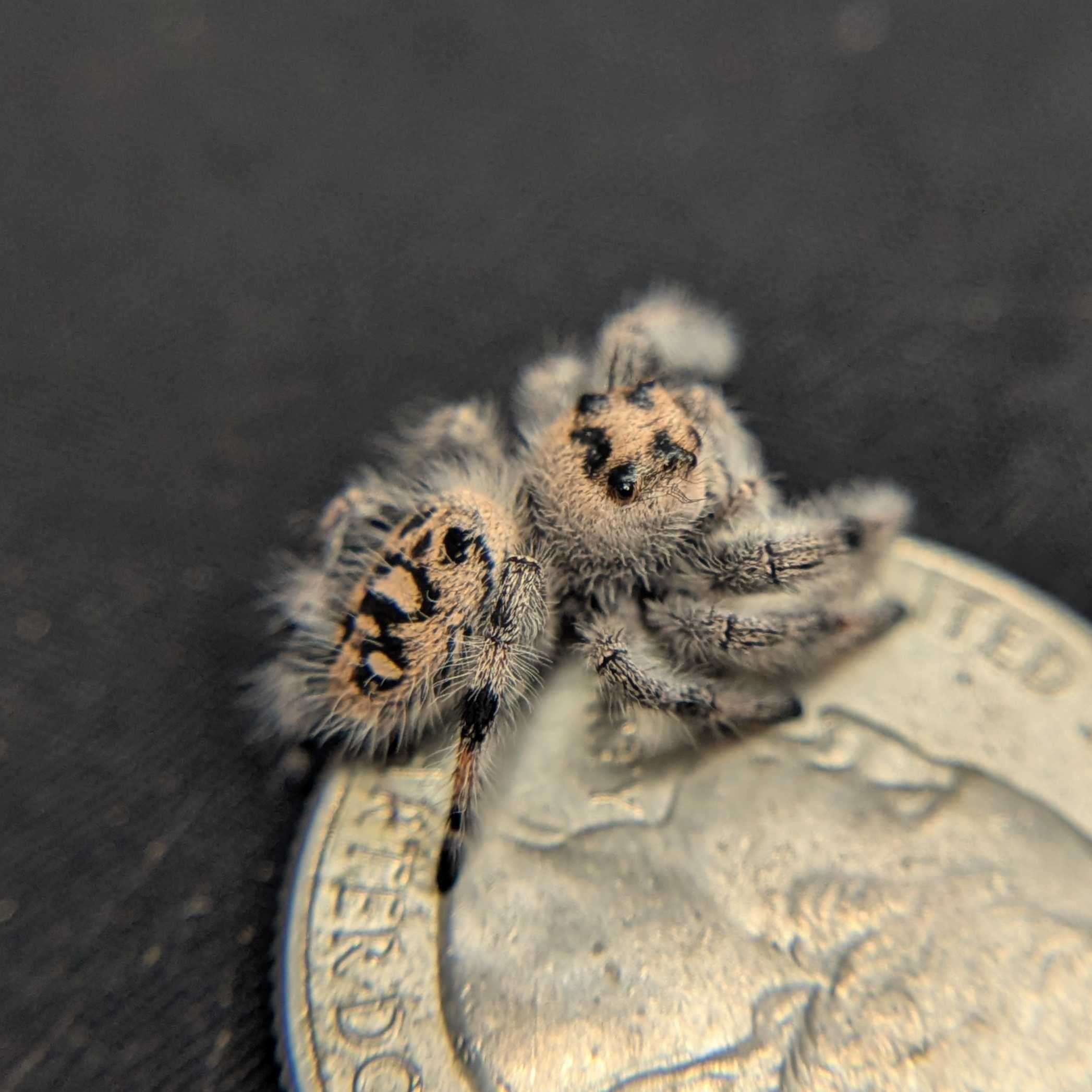Regal Jumping Spider "Creamcicle"
