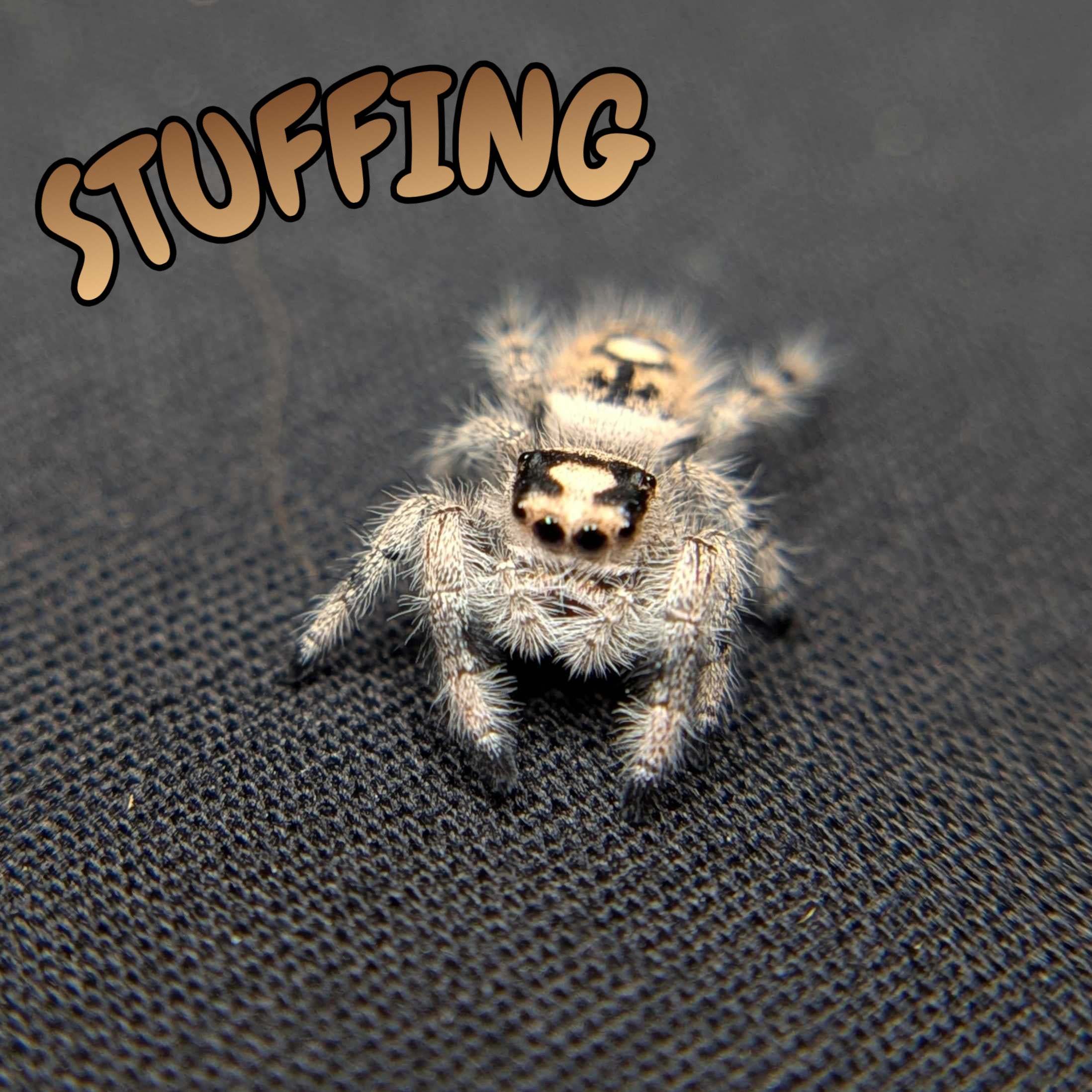 Regal Jumping Spider "Stuffing"