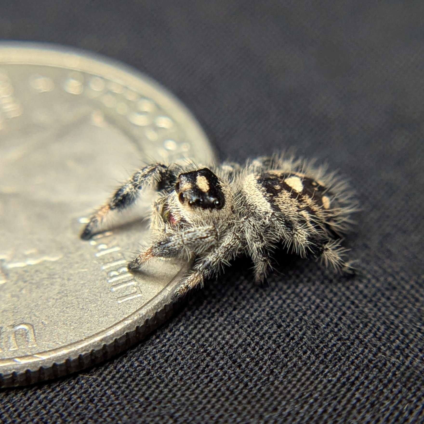 Regal Jumping Spider "Oatmeal"