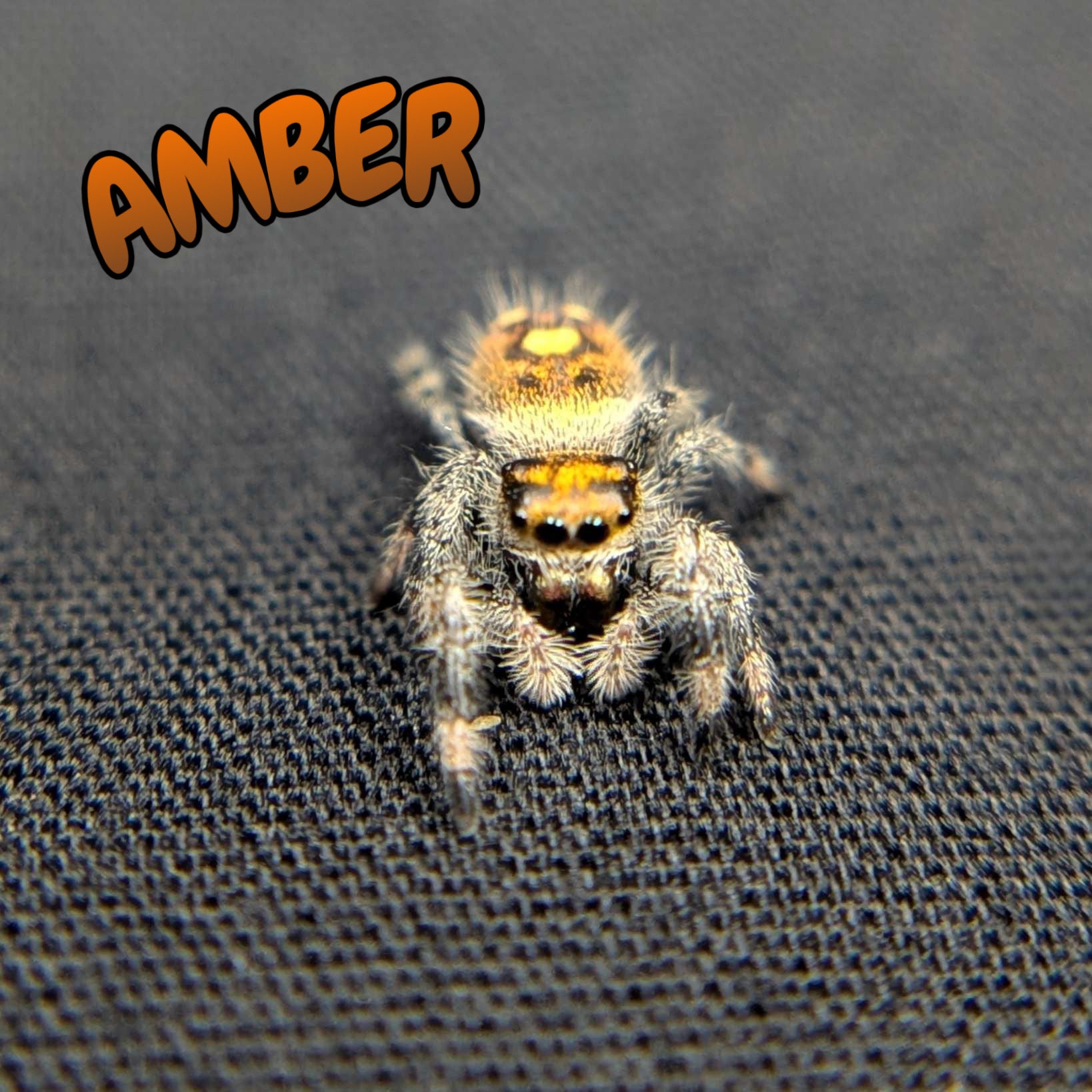 Regal Jumping Spider “Amber”