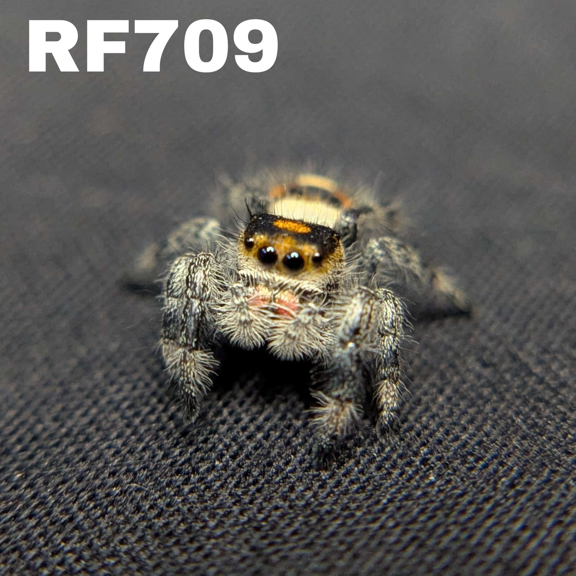 Regal Jumping Spider "Sunset"