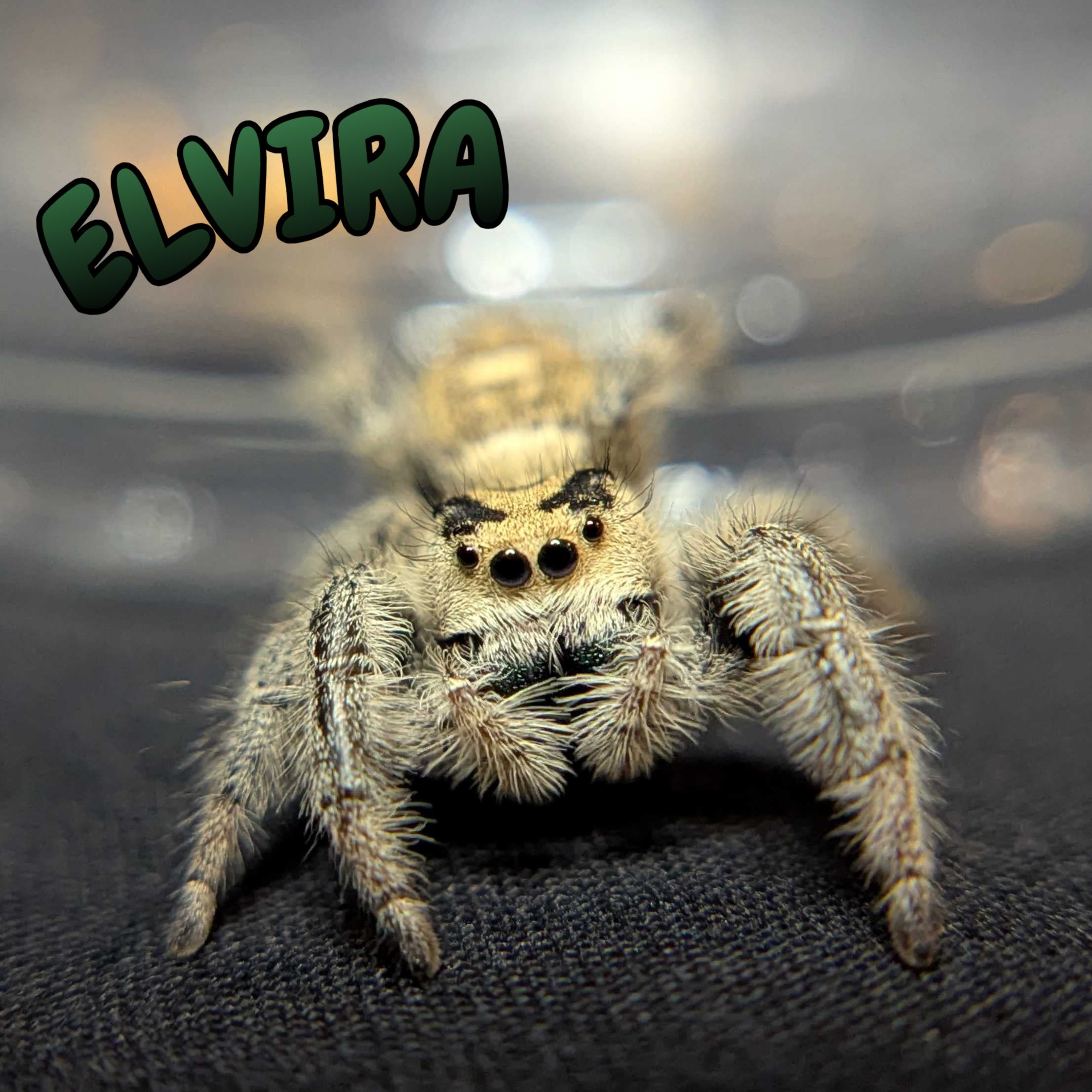 Regal Jumping Spider "Elvira"