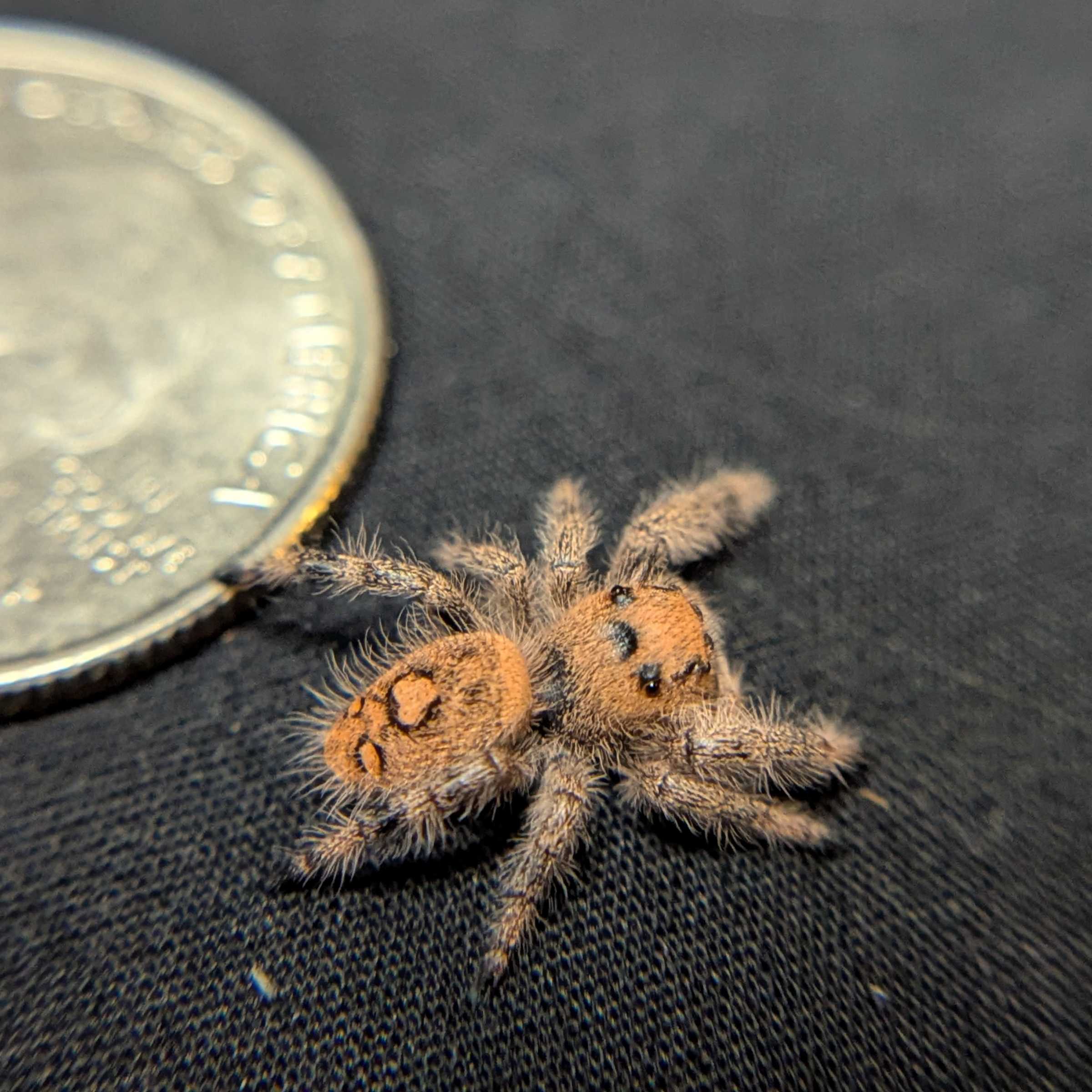 Regal Jumping Spider "Dragon Fruit"