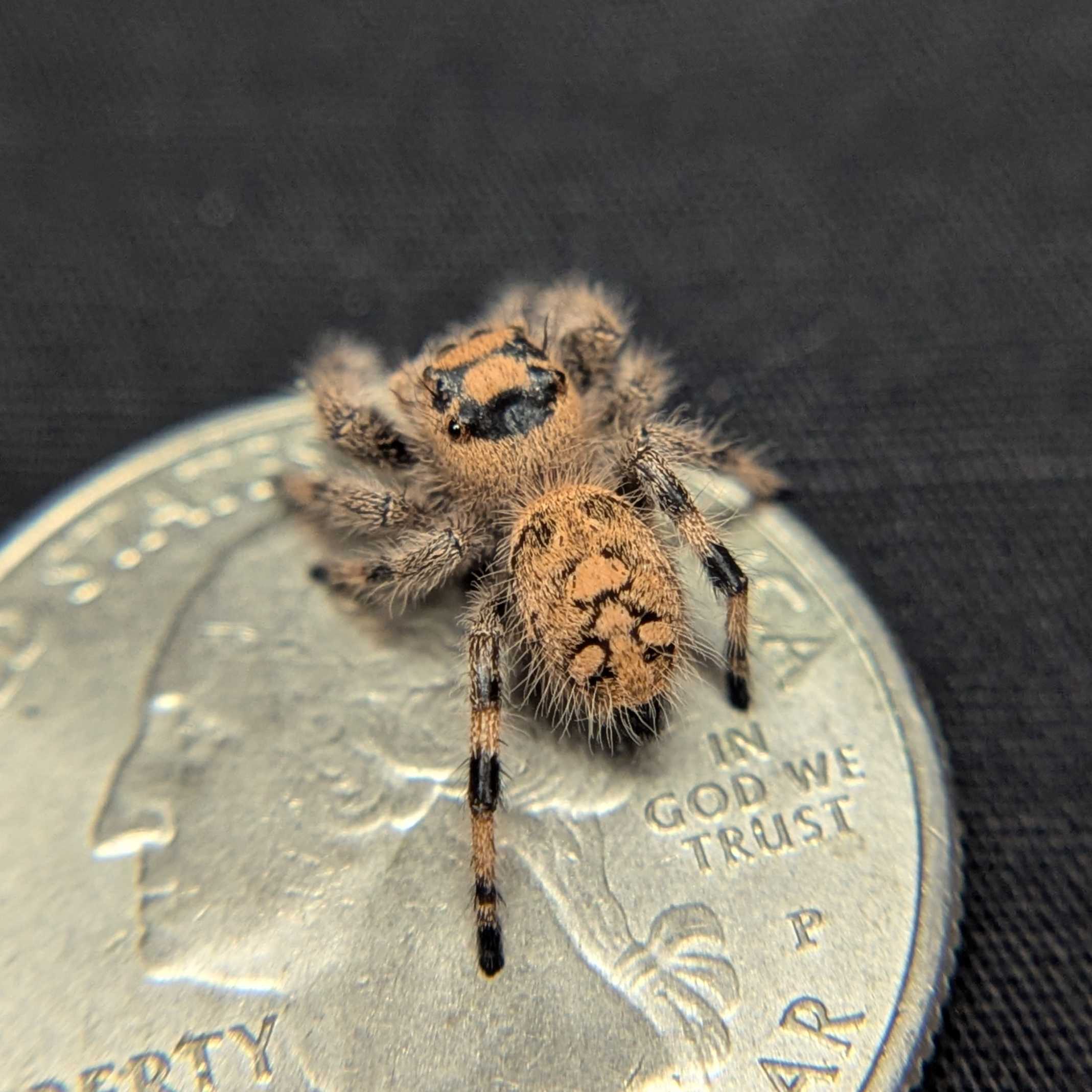 Regal Jumping Spider "Matilda"