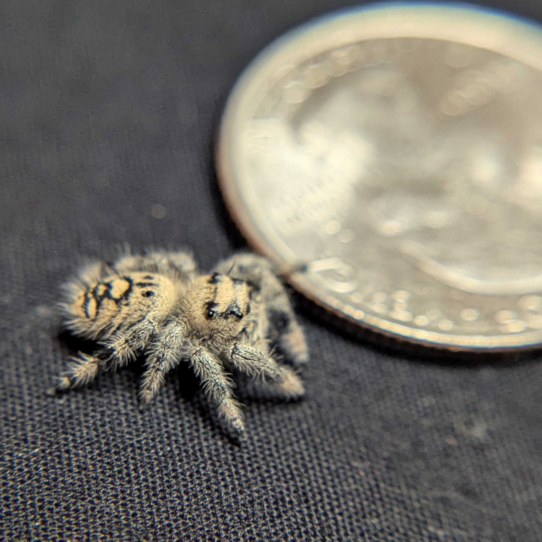 Regal Jumping Spider “Wheatly”