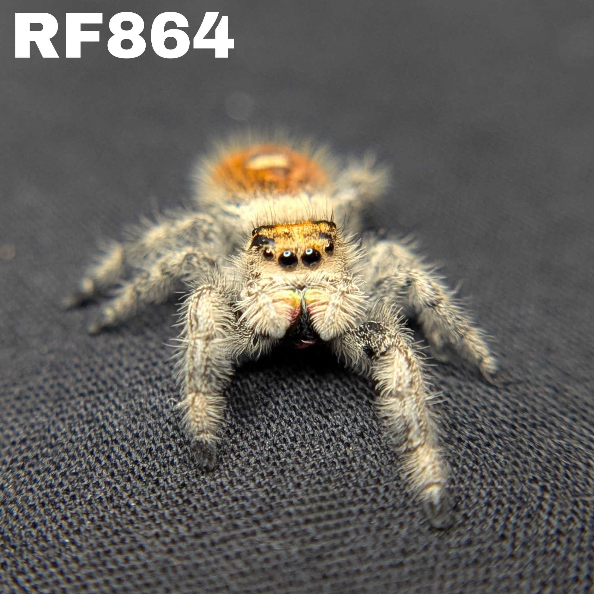Regal Jumping Spider "Flare"