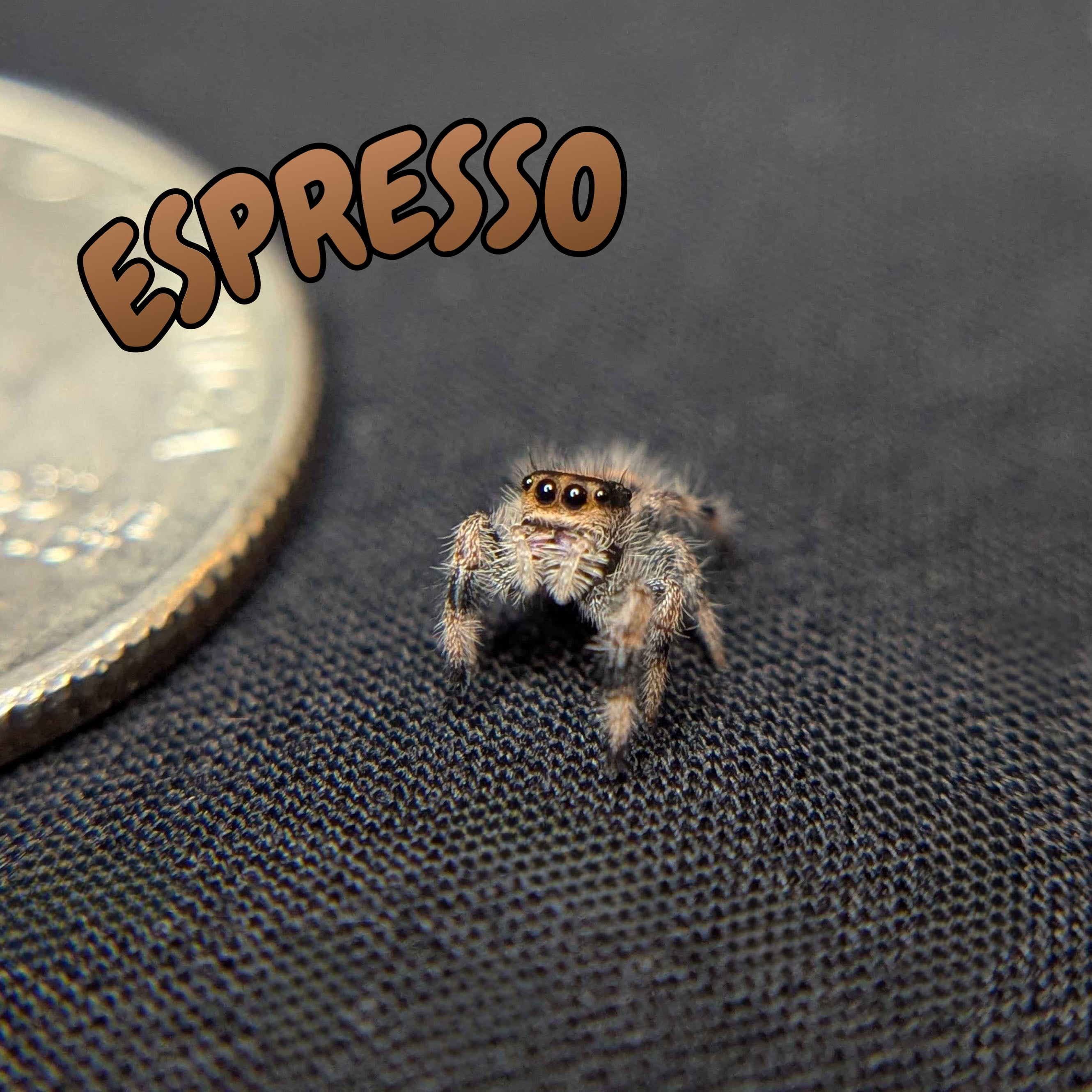 Female Regal Jumping Spider Espresso