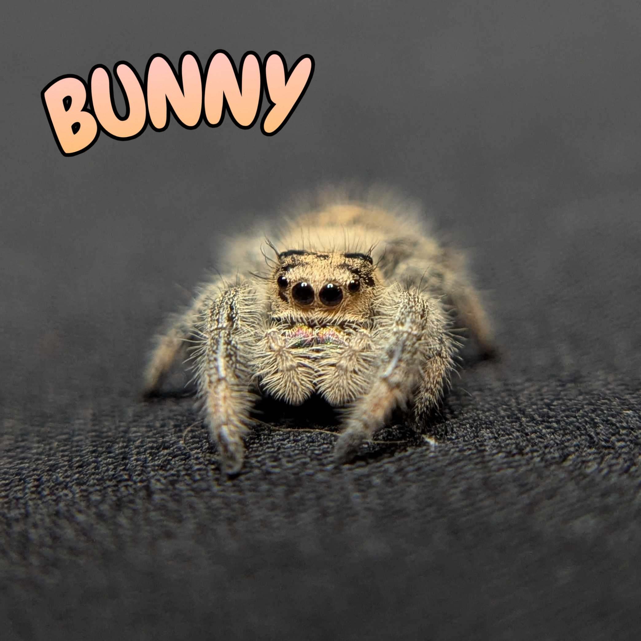 Regal Jumping Spider "Bunny"