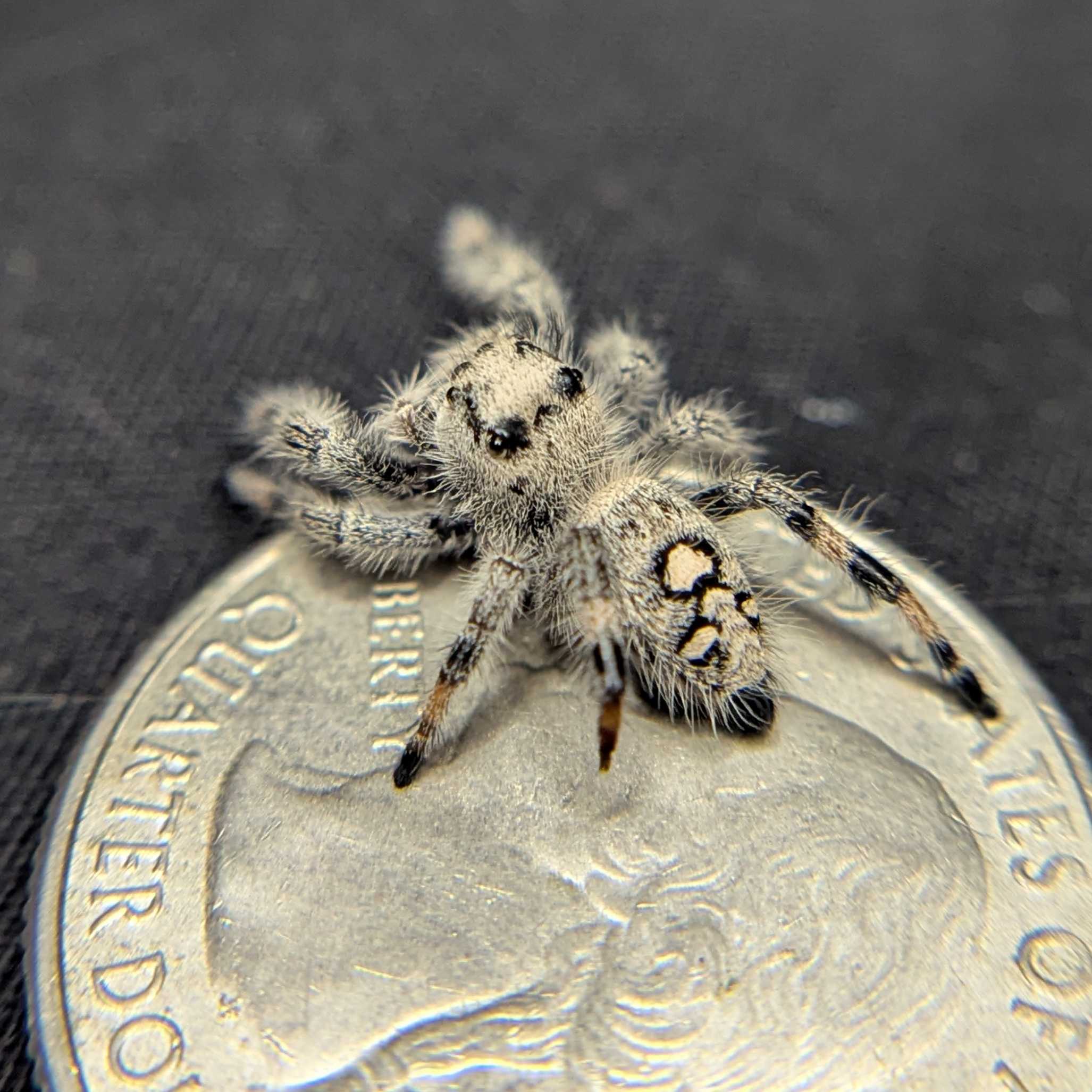 Regal Jumping Spider "Neon"